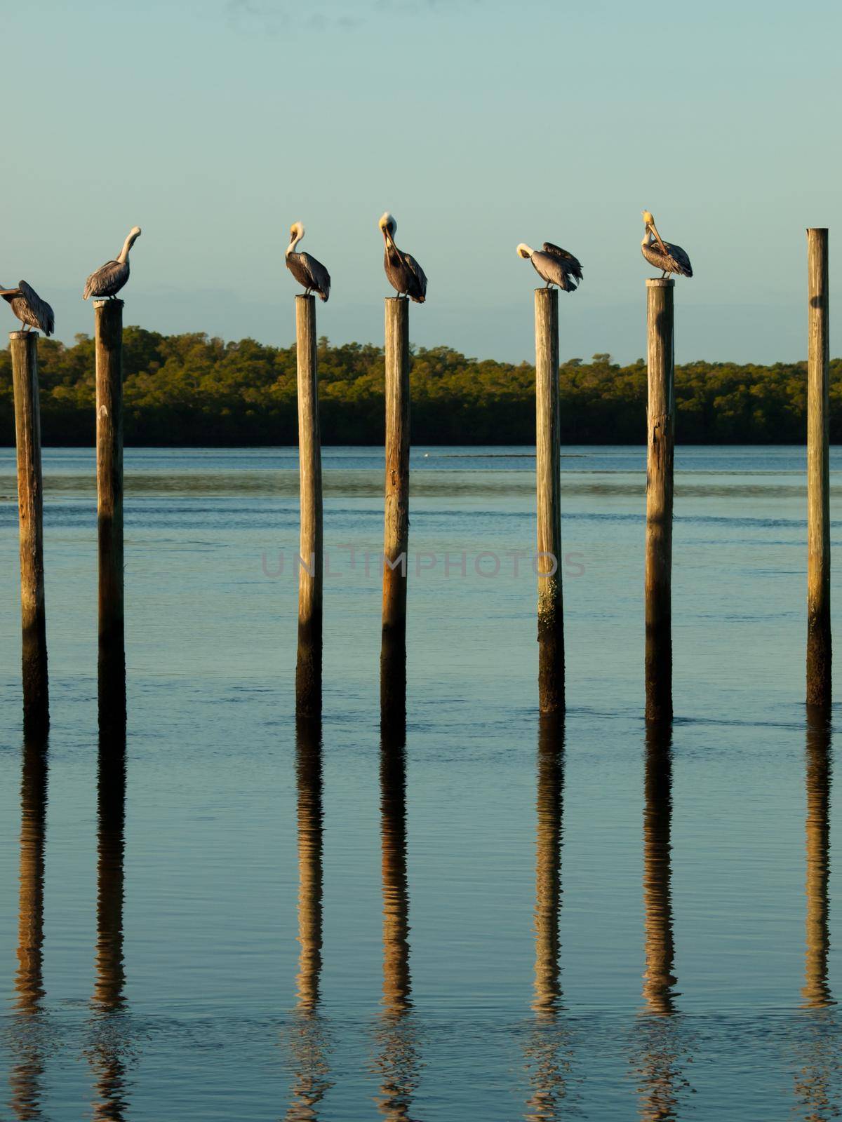 Brown pelican at the Chokoloskee Island.