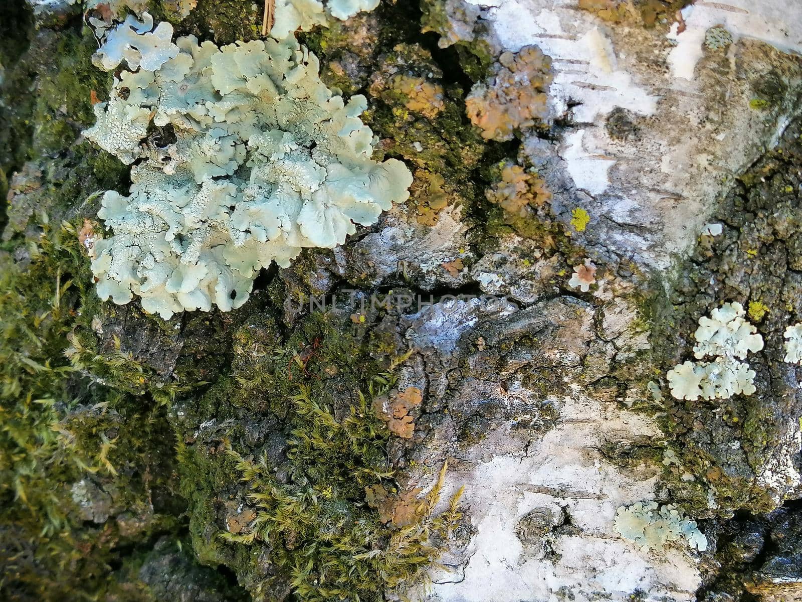 Closeup of a birch tree bark texture with moss. Tree texture background