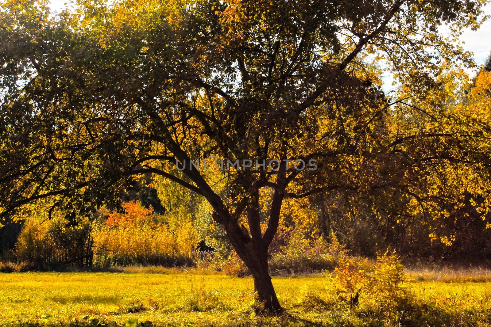 A large tree with yellow leaves close-up against a background of mixed forest. Autumn landscape.