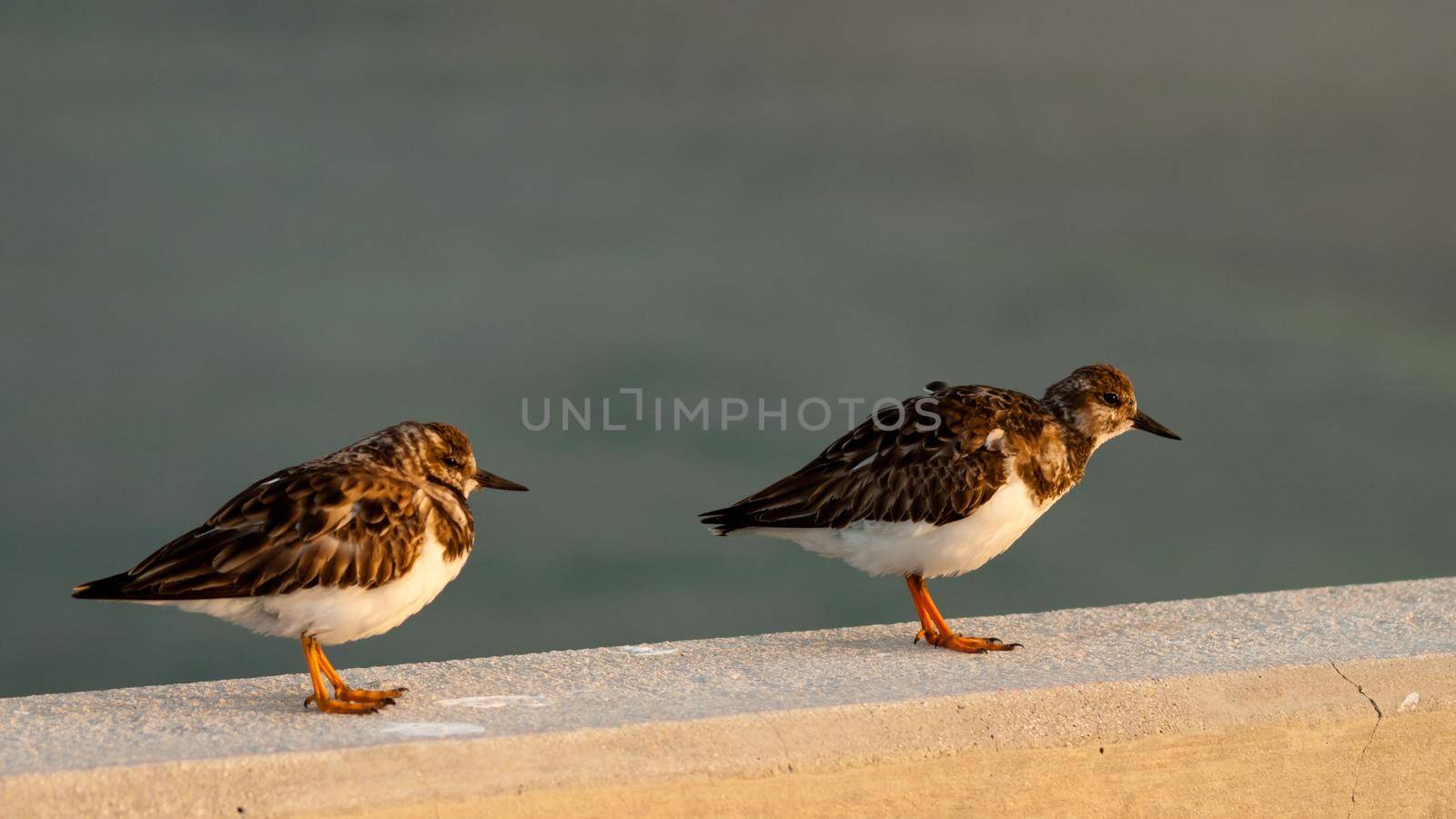 Small bird sitting on Seven Mile Bridge, Florida.