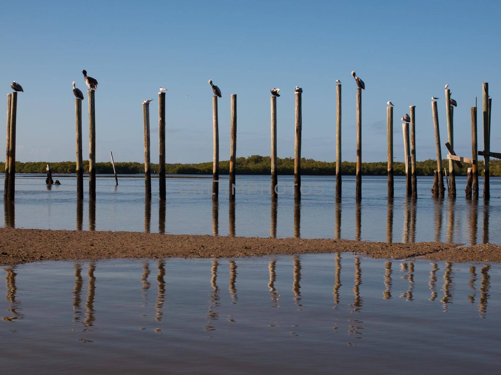 Brown pelicans at the Chokoloskee Island.