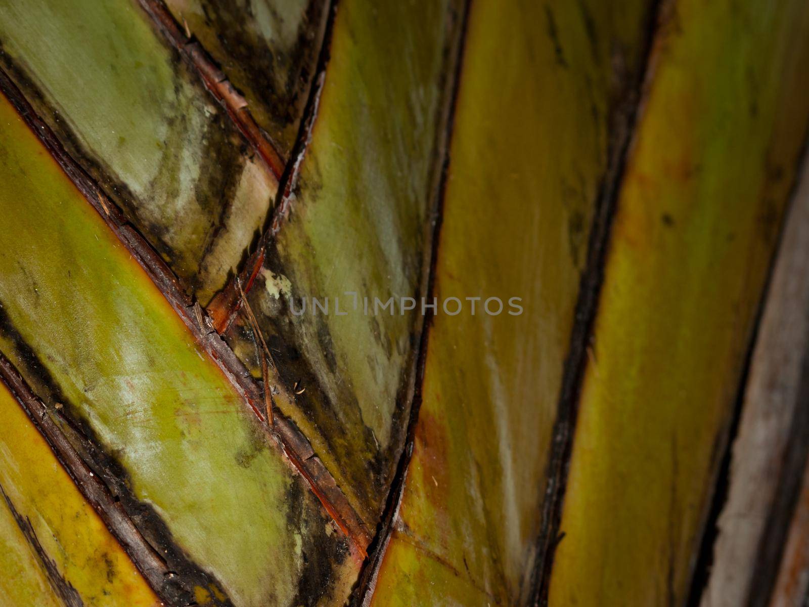 Palm trunk on Key West, Florida.