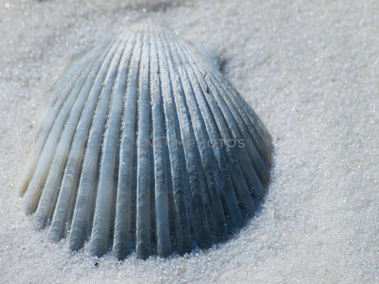 Ocean shell on Mexico Beach, Florida.