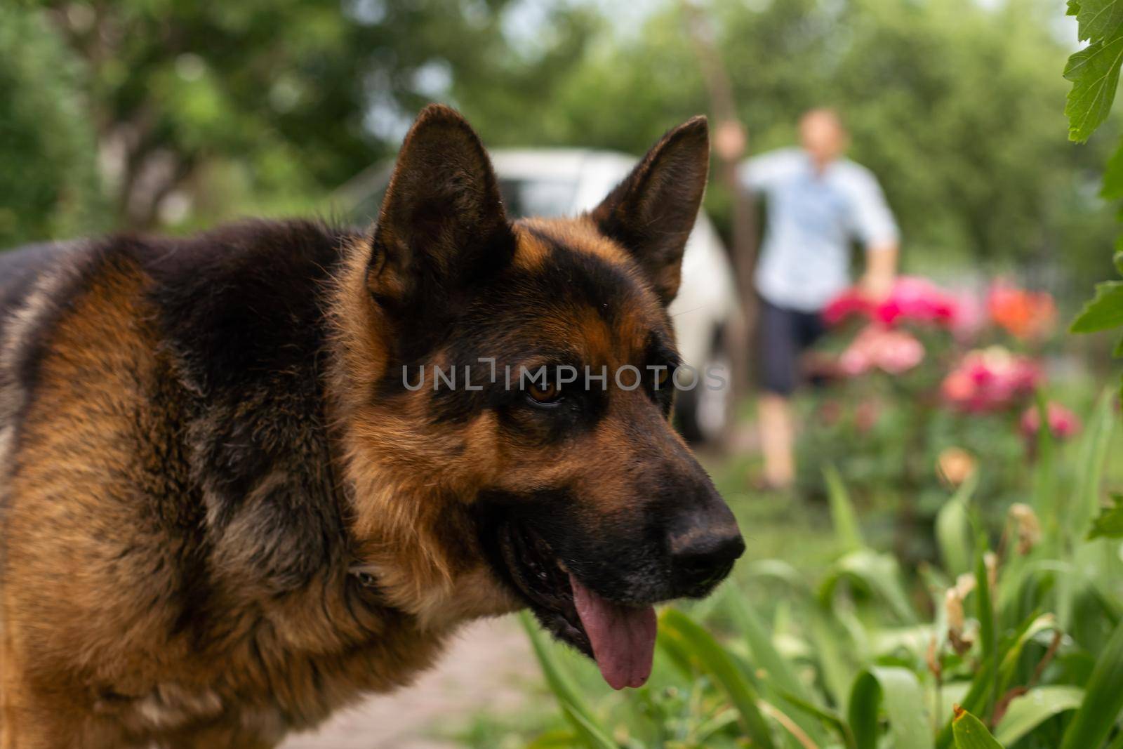 German Shepherd dog face looking nice.