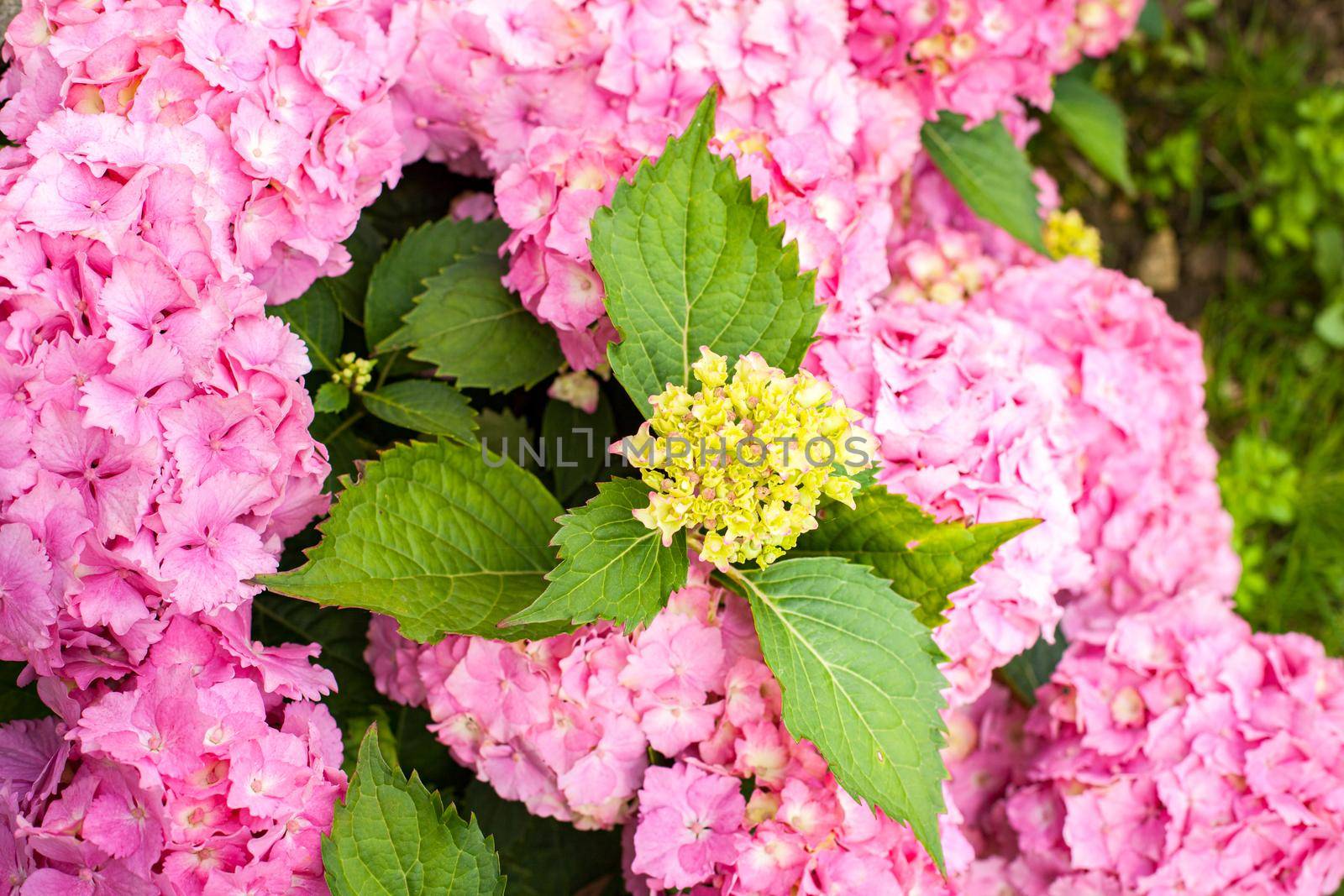 small hydrangea bush with pink flowers in summer