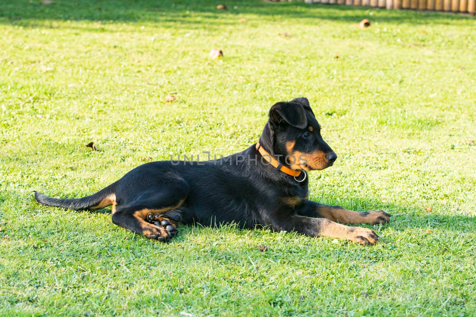 adorable young Beauce shepherd dog attentive and lying in the green grass