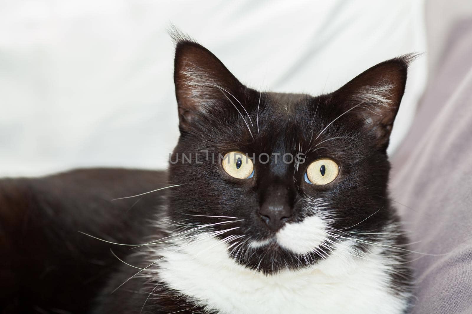 Portrait of a cute black and white long haired cat with yellow eyes