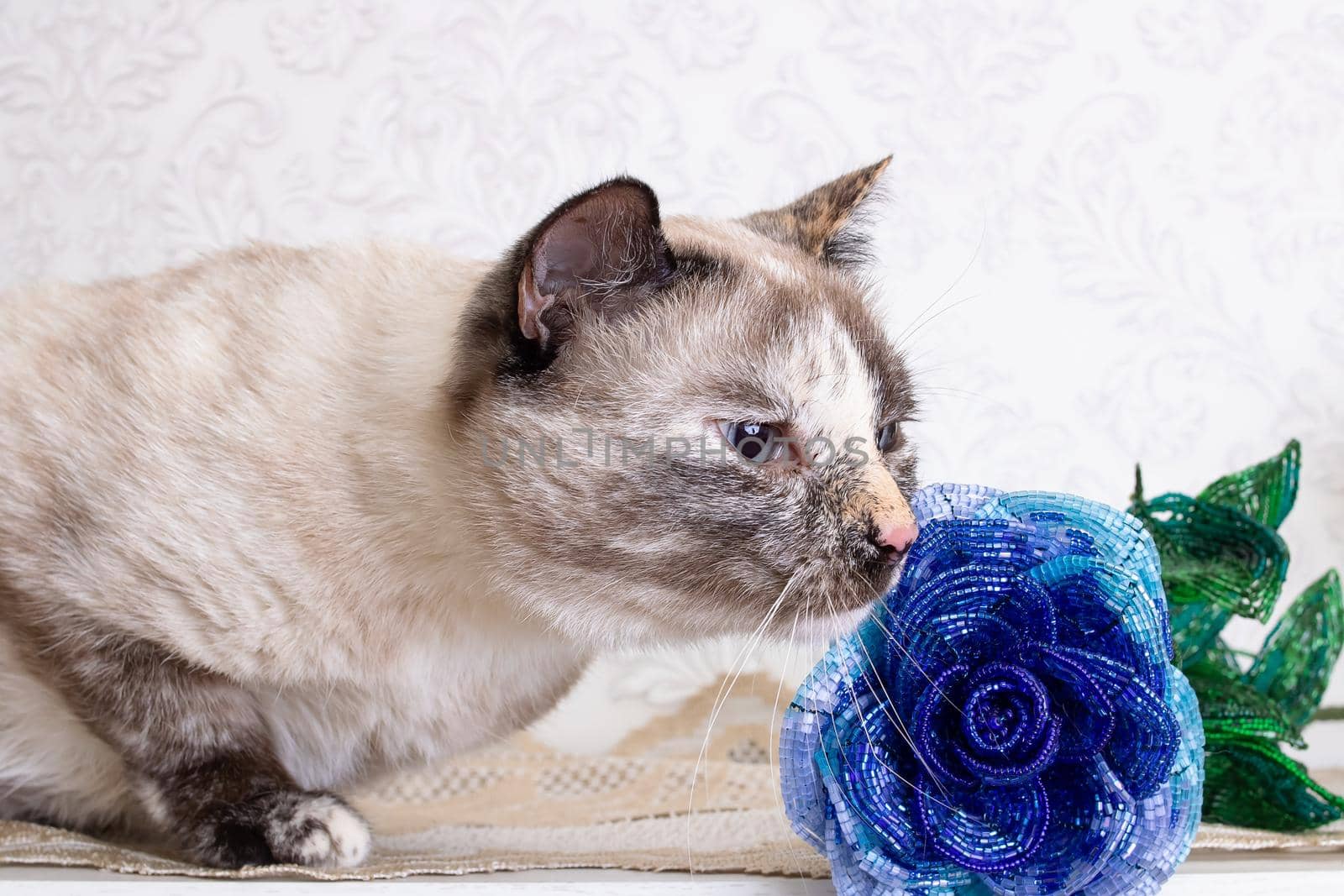 Beautiful gray cat sniffing a blue flower close up