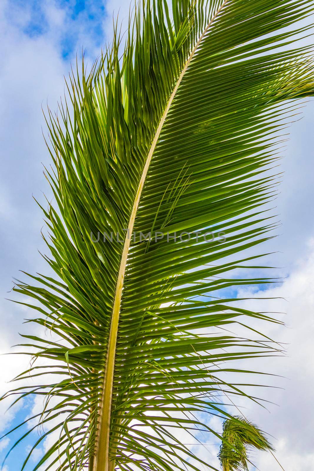 Tropical natural palm tree coconuts blue sky in Mexico. by Arkadij