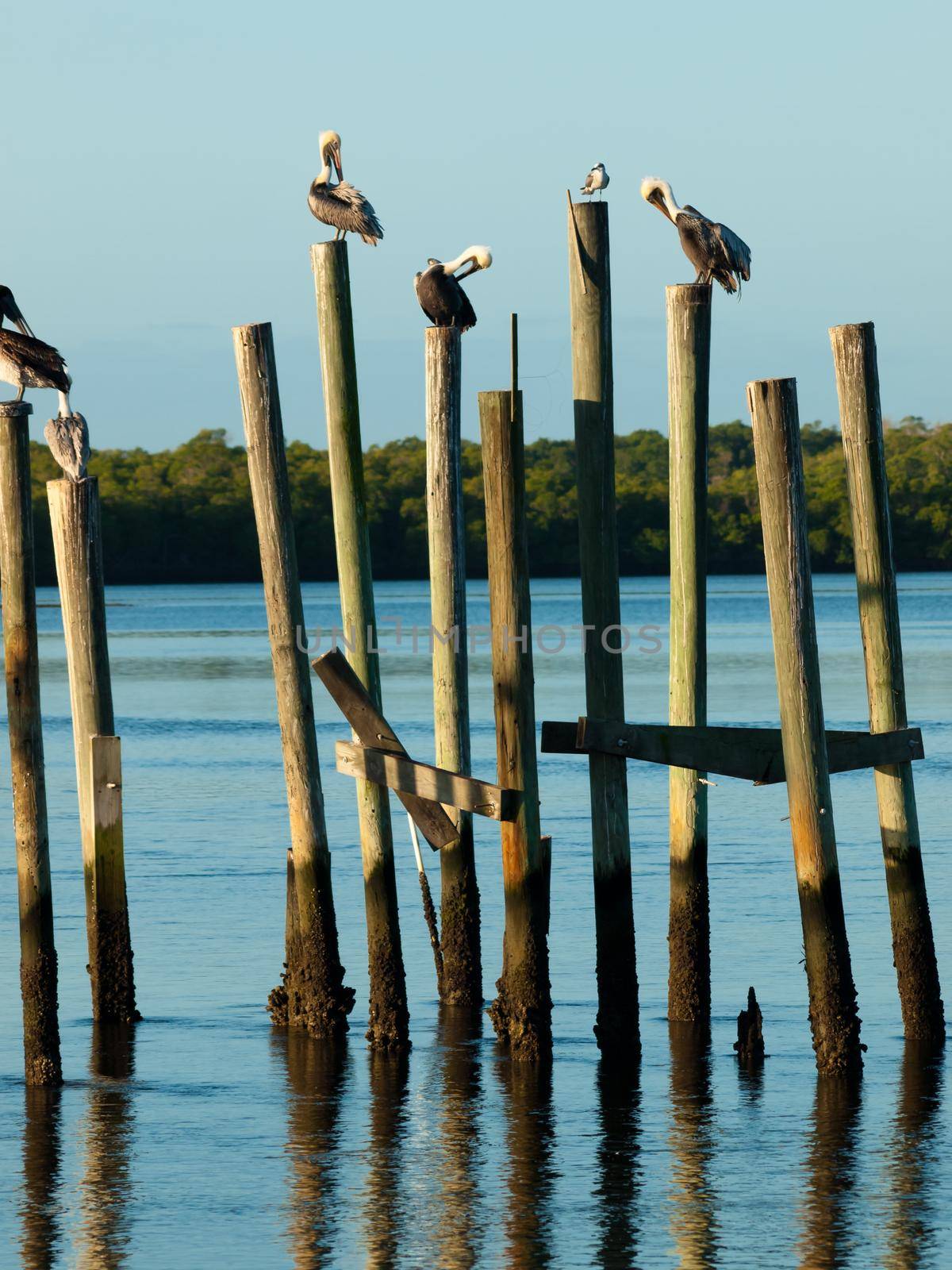 Brown pelican at the Chokoloskee Island.