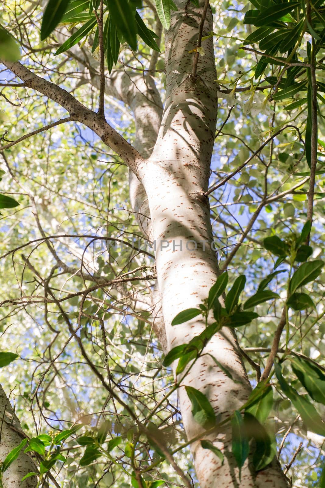 Sunny day in the grove.