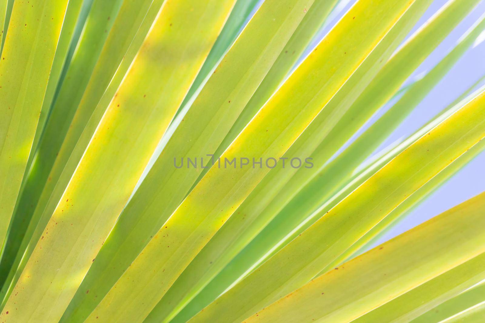 Pattern of palm leaves against the sky background