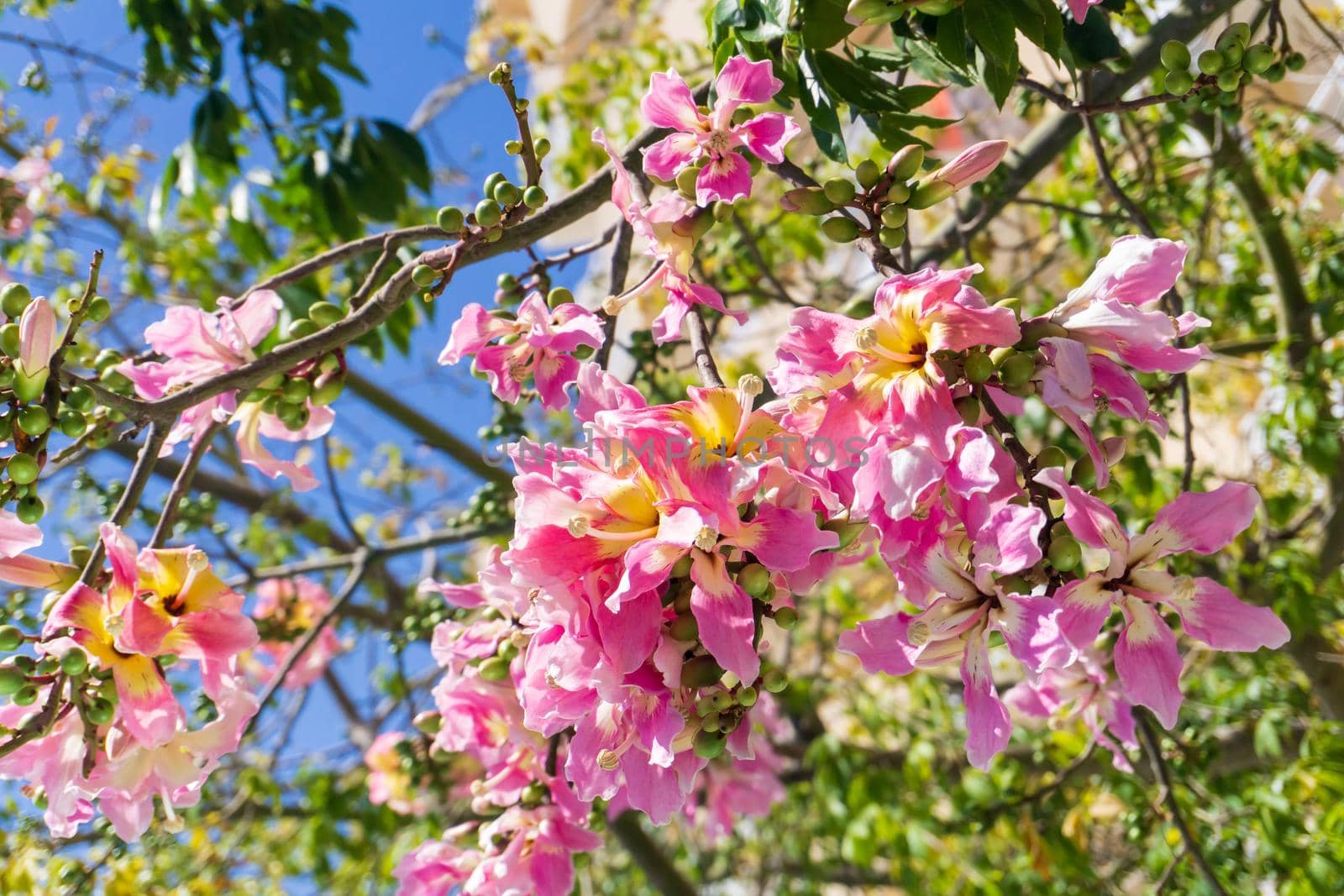 A Ceiba Chorizia tree blooming with yellow-pink flowers against a blue sky. Natural background