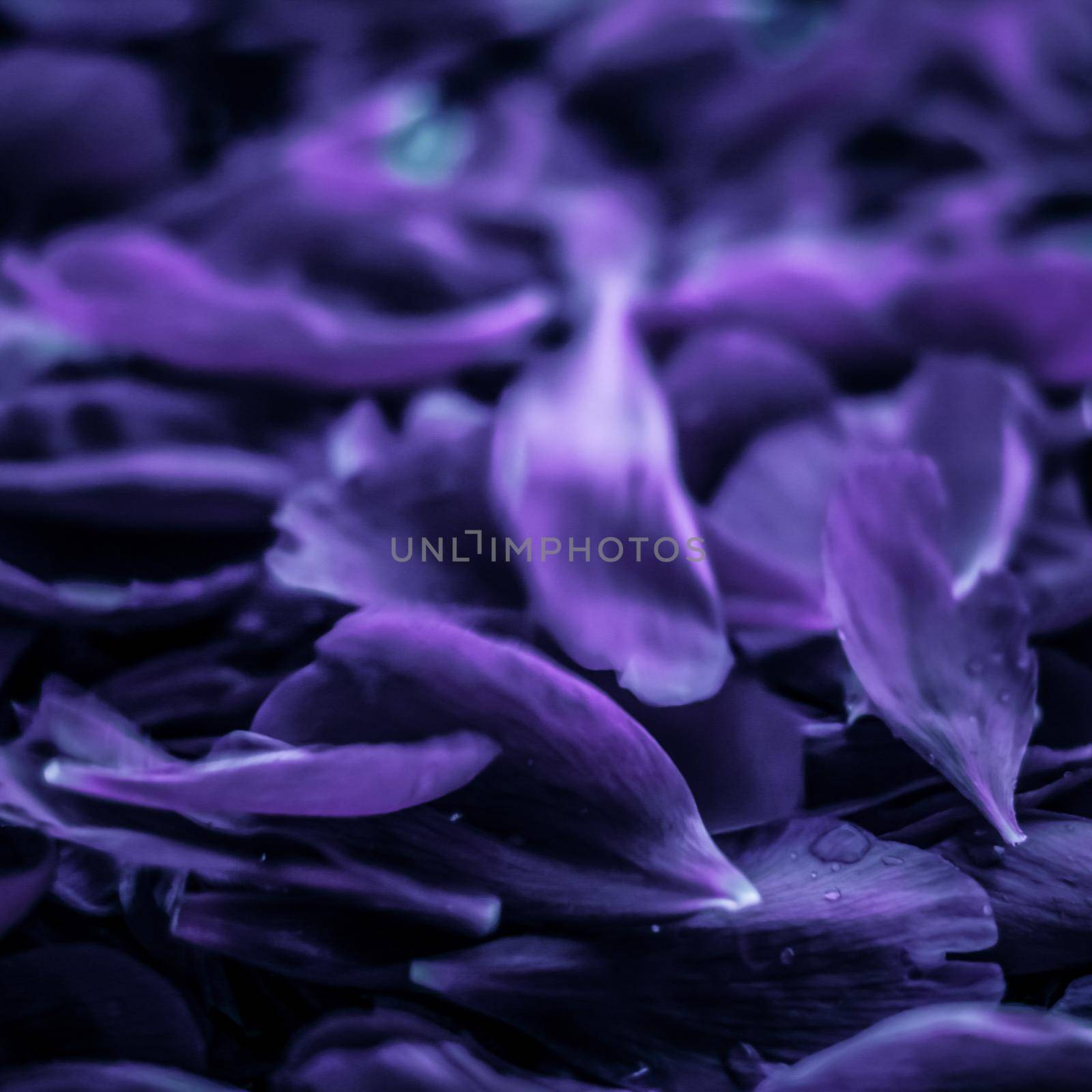 Abstract floral holiday art background, purple blooming flower petals in a dream garden and beauty in nature for luxury spa brand and wedding invitation design by Anneleven