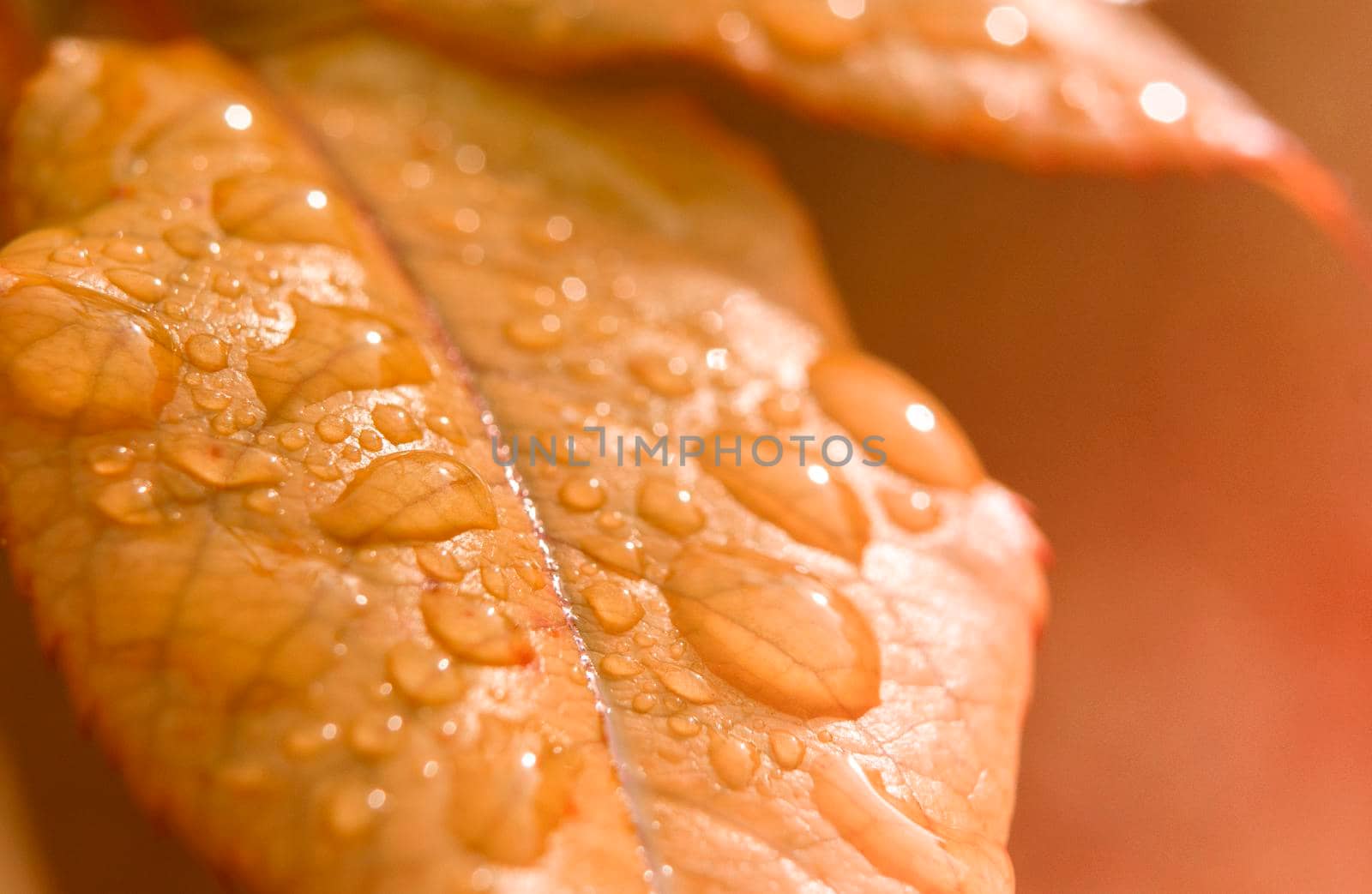 Rain Drops on a orange Leaf in autumn. Golden light concept