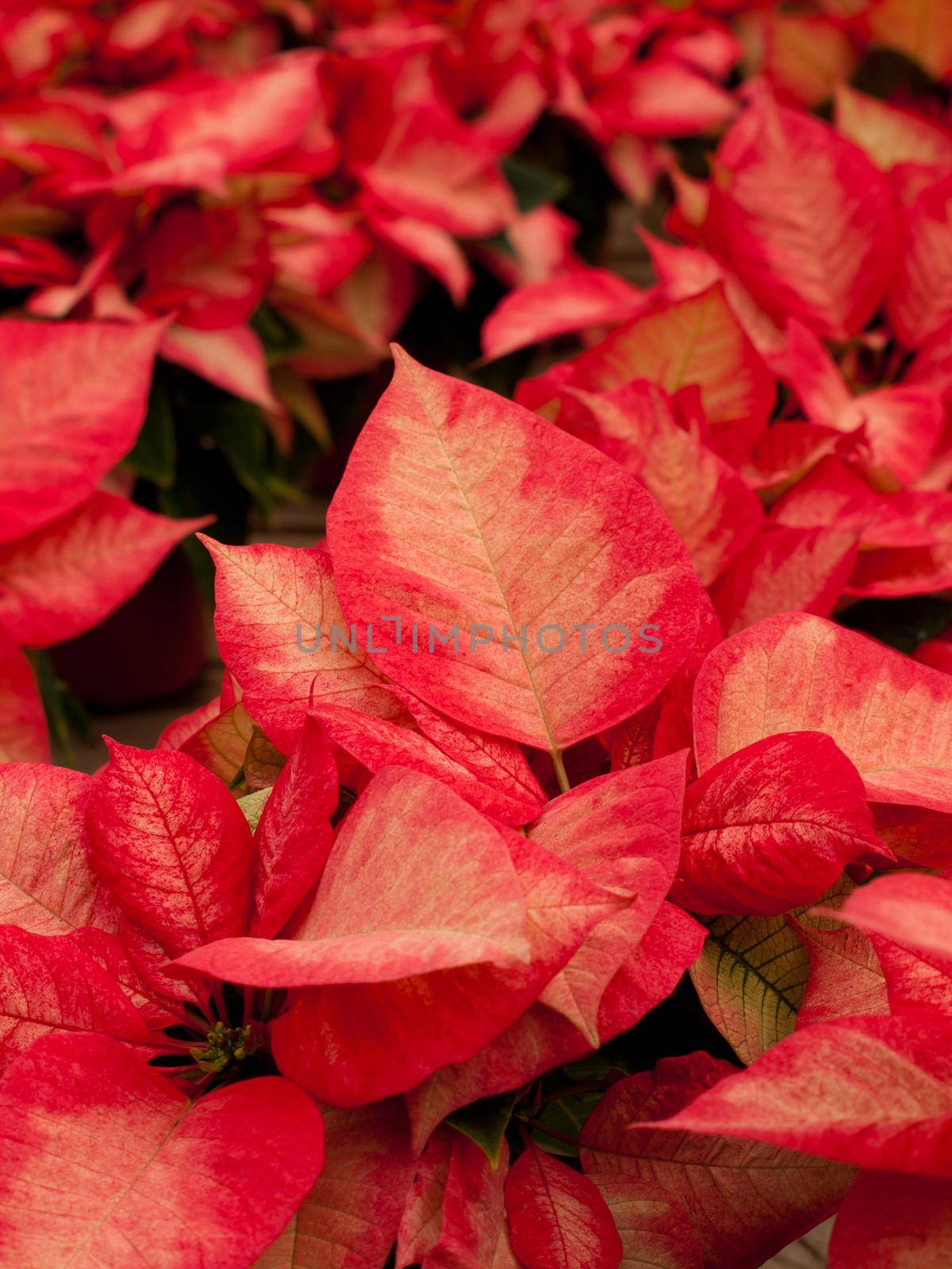 Rows of red poinsettia plants being grown at a Colorado nursery in preparation for the holiday season.