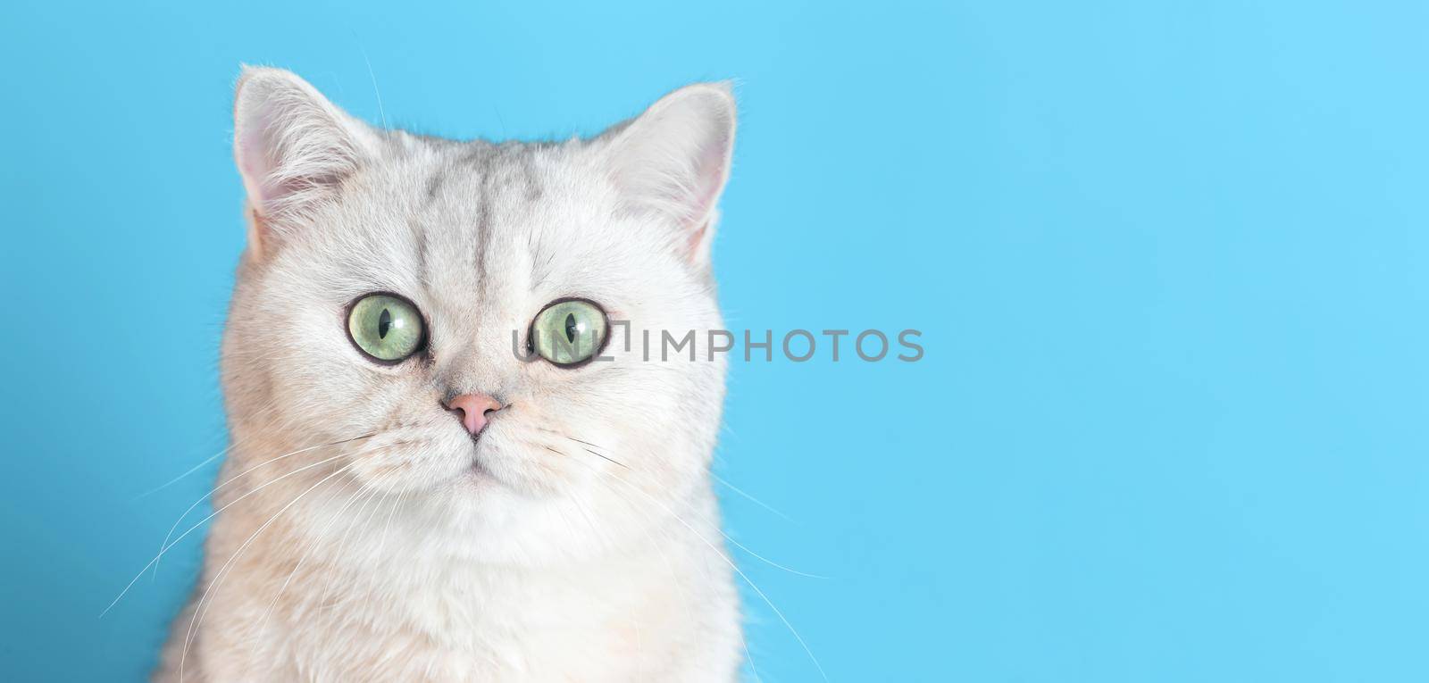 Close-up of an cute white british cat on a blue wide background looks at camera. Copy space