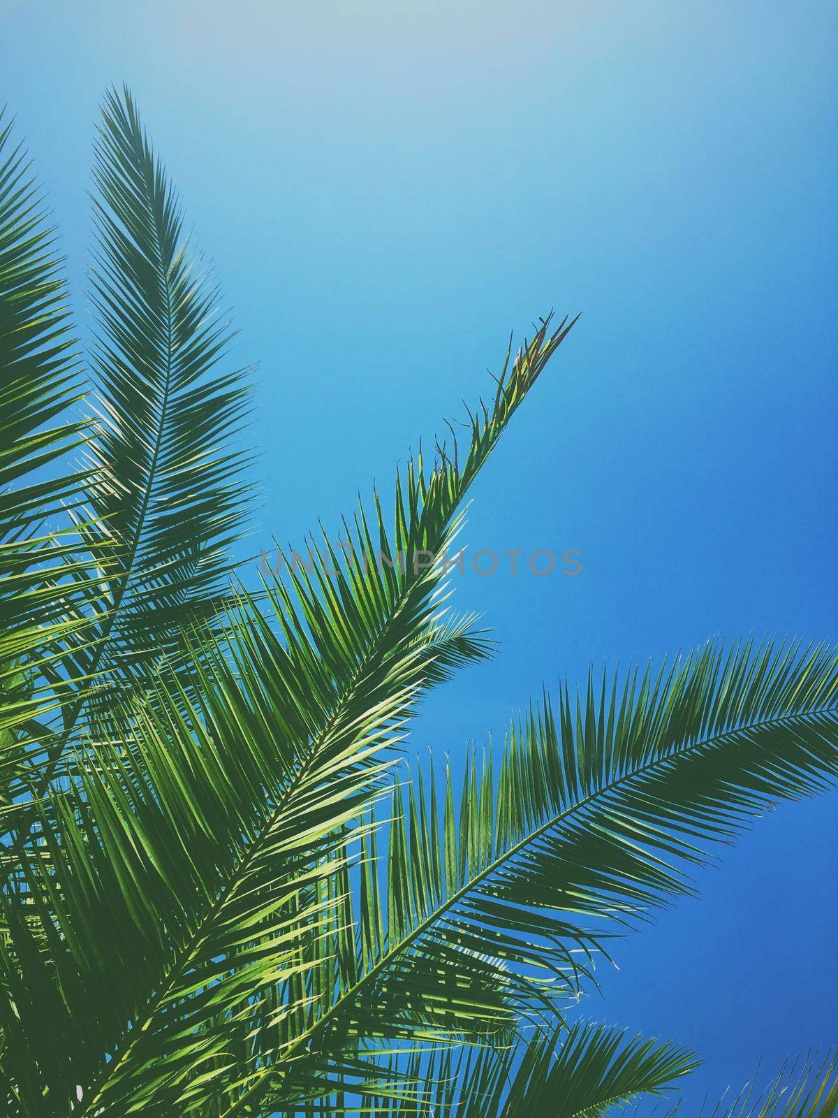 Tropical nature, vintage backdrop and summer vacation concept - Palm tree leaves and the sky, summertime travel background