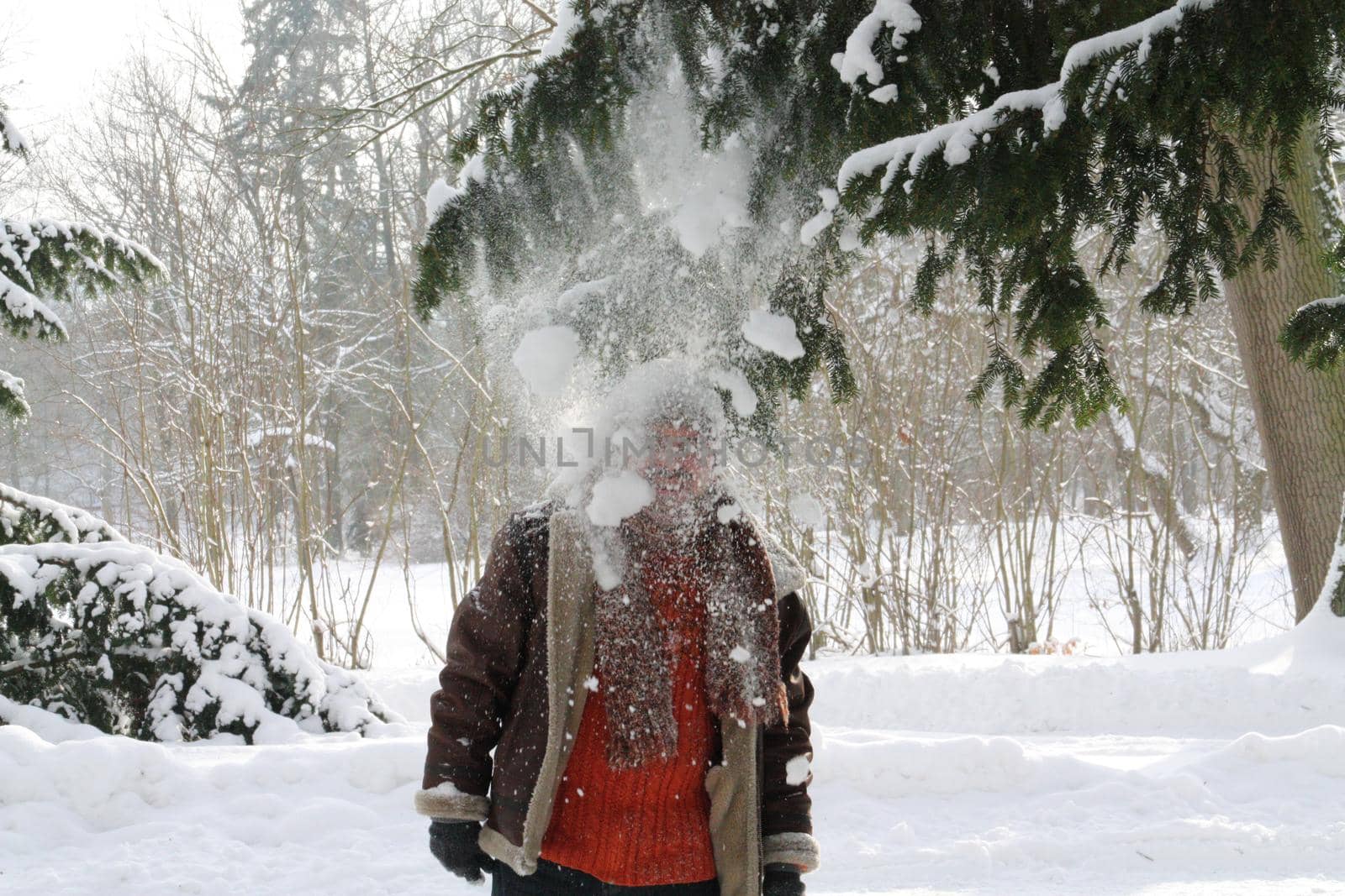 The snow flying from the branch of the Christmas tree completely hid the face of a man in winter clothes standing on the snow-covered ground by Costin