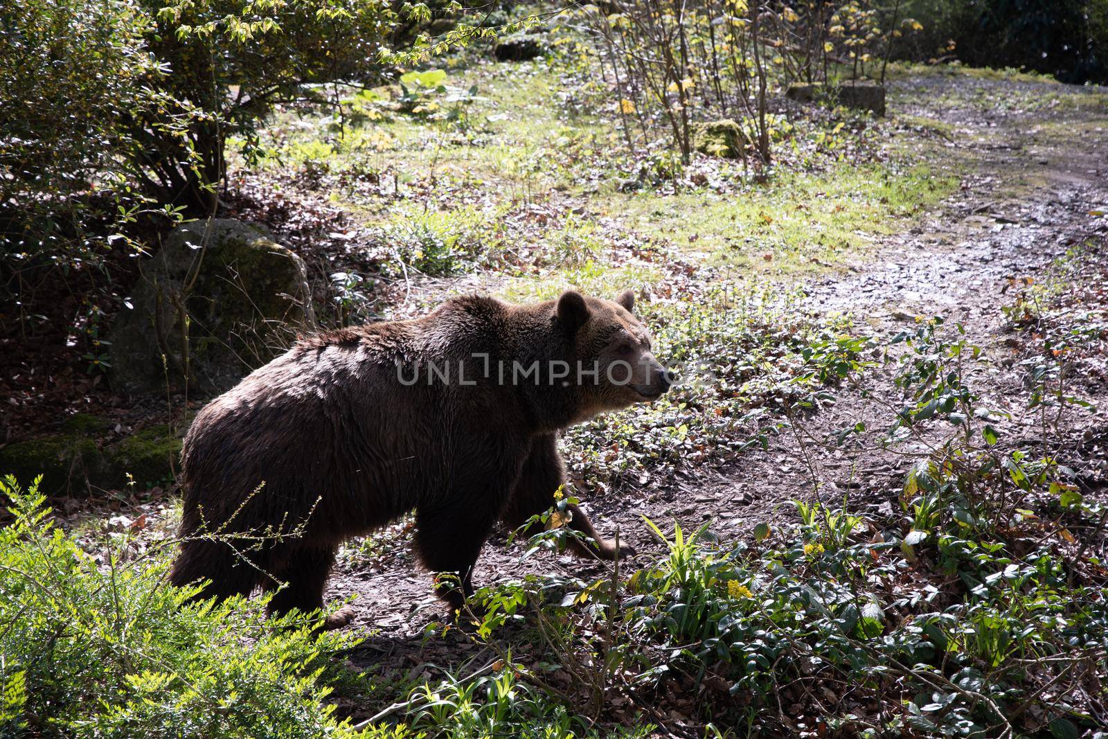 a brown bear walks along a path among the bushes, a sunny spring day by KaterinaDalemans