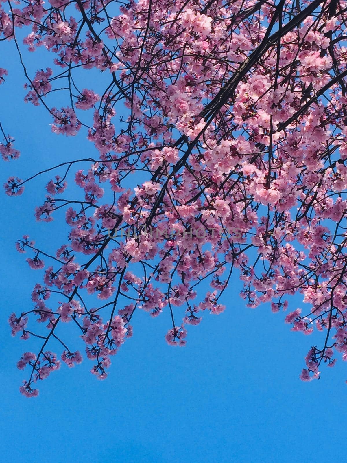 a branch of a flowering fruit tree of a delicate pink color on a blue background of a clear sky. High quality photo