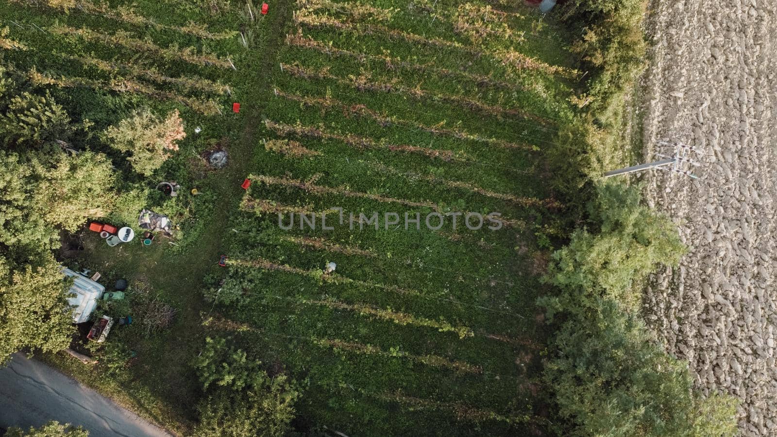 Grape harvesting in Arda Valley, Piacenza, Italy