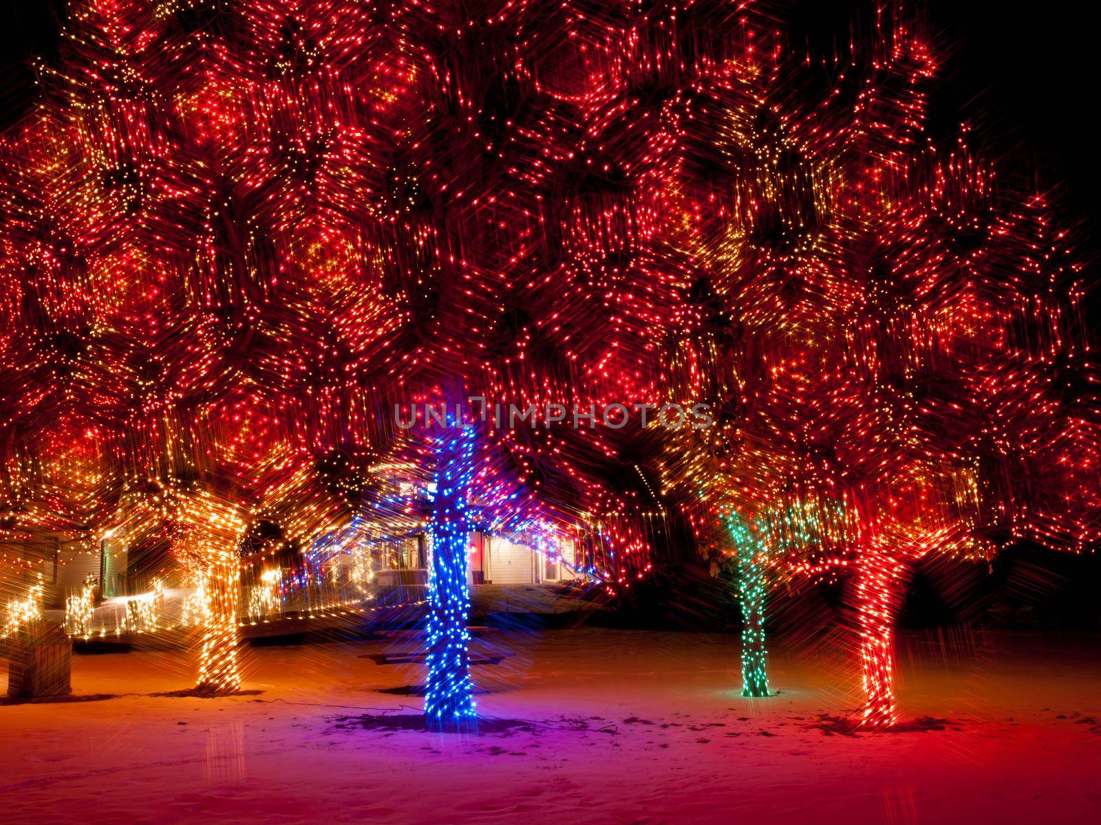 Trail of Lights at Denver Botanical Gardens at Chatfield.