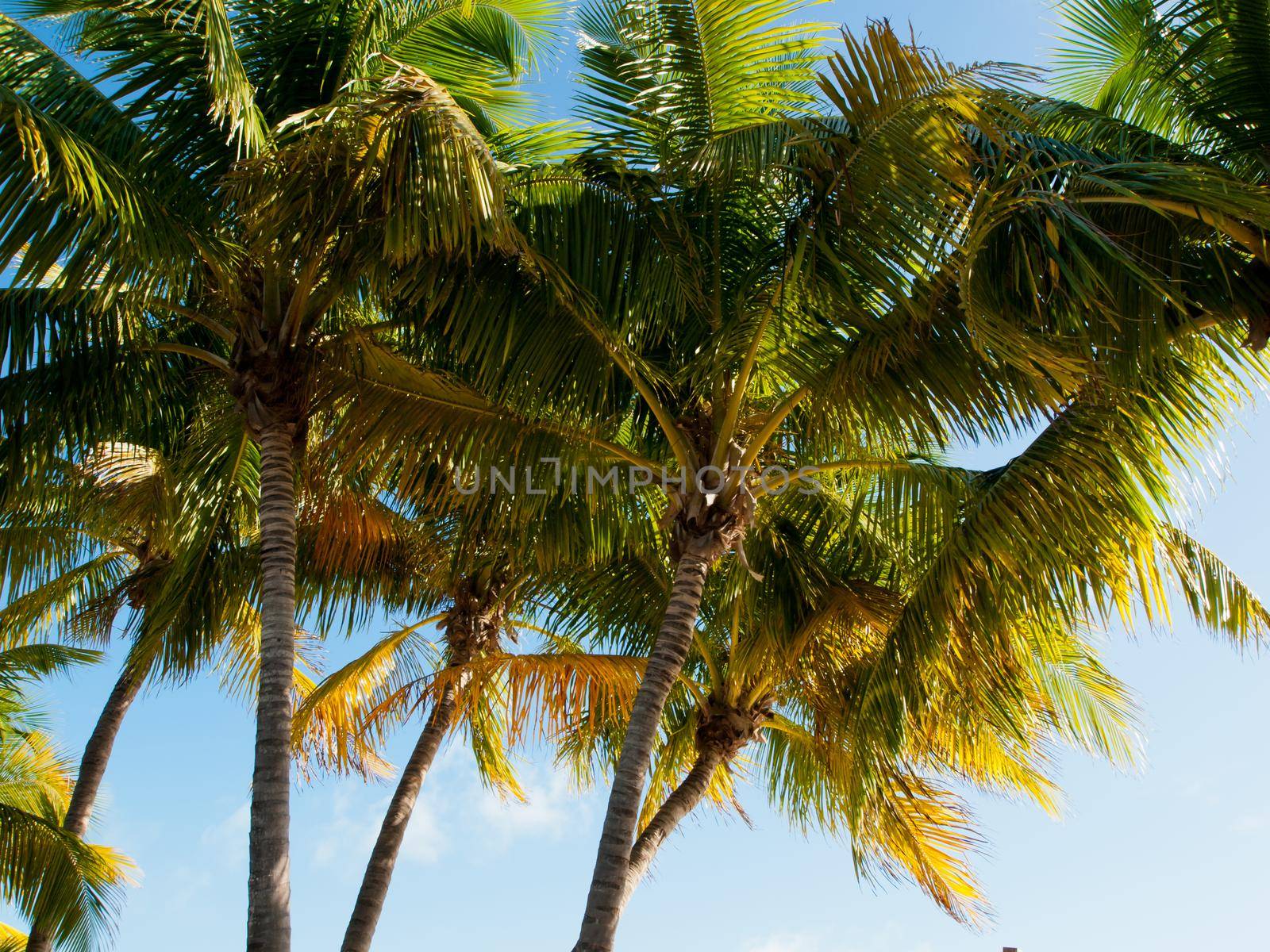 Top of the palm Stock Island, Florida.