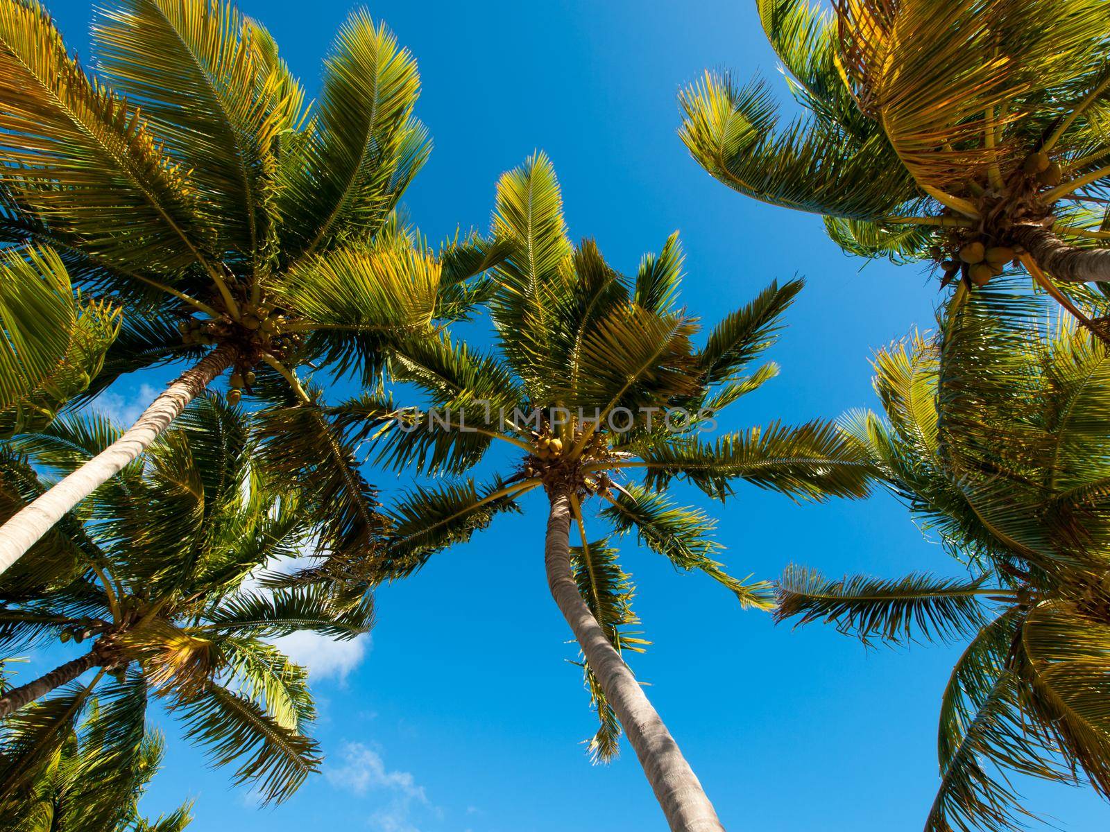 Top of the palm Stock Island, Florida.