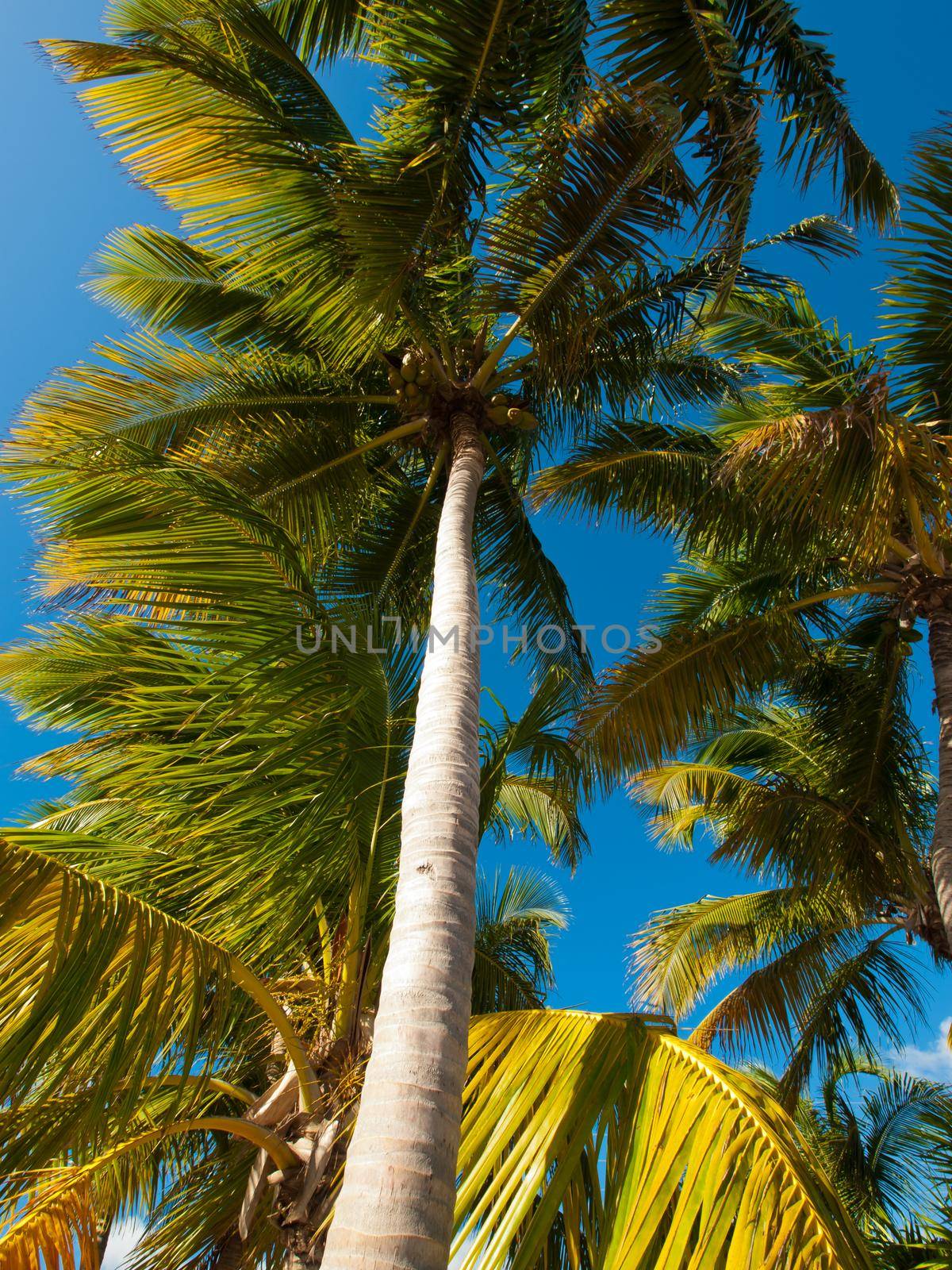 Top of the palm Stock Island, Florida.