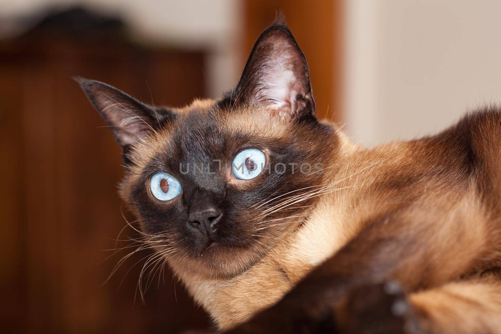 Portrait of a cute siamese breed cat with beautiful blue eyes by jp_chretien