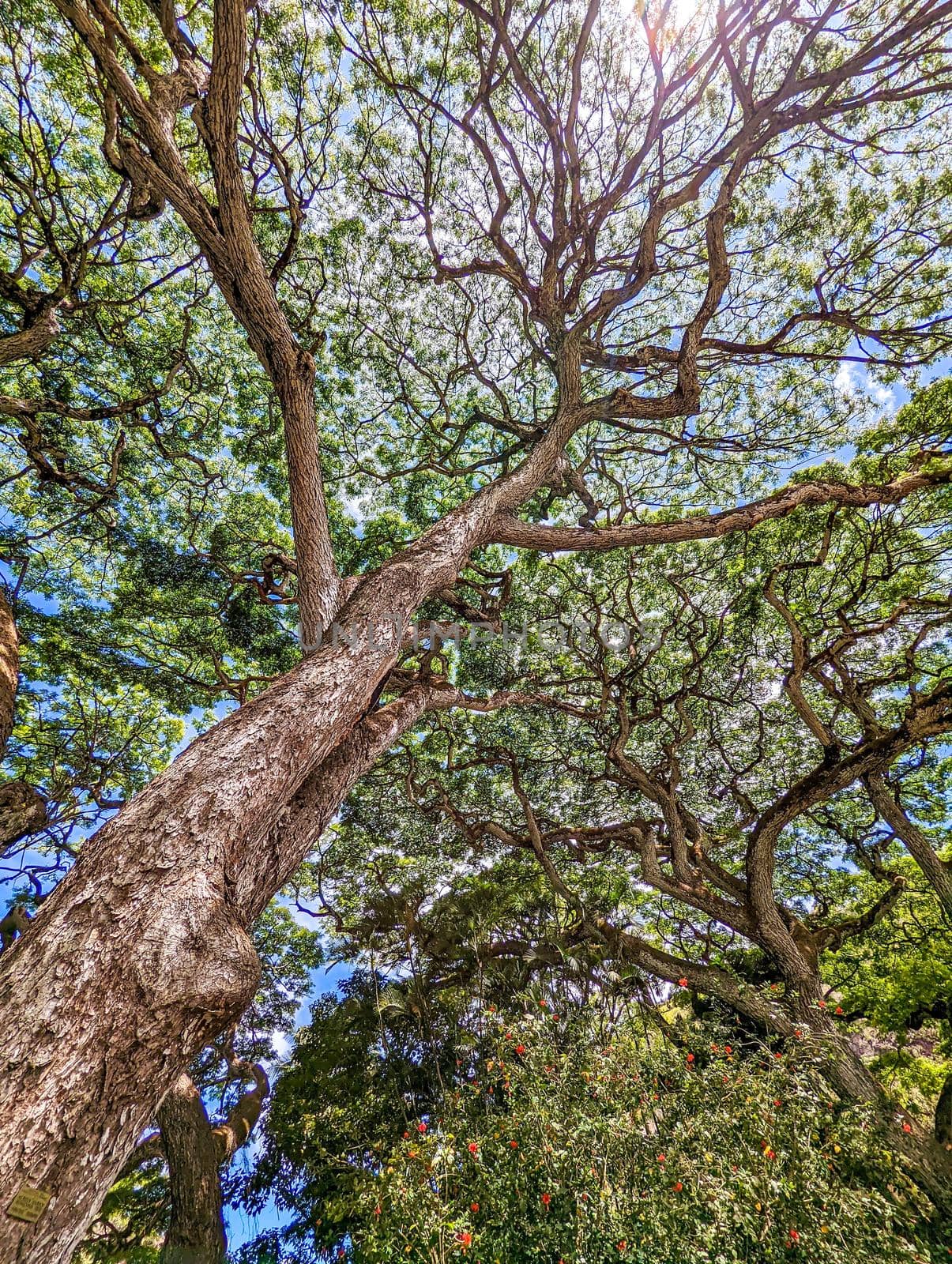 scenery at wimea botanical garden in oahu hawaii