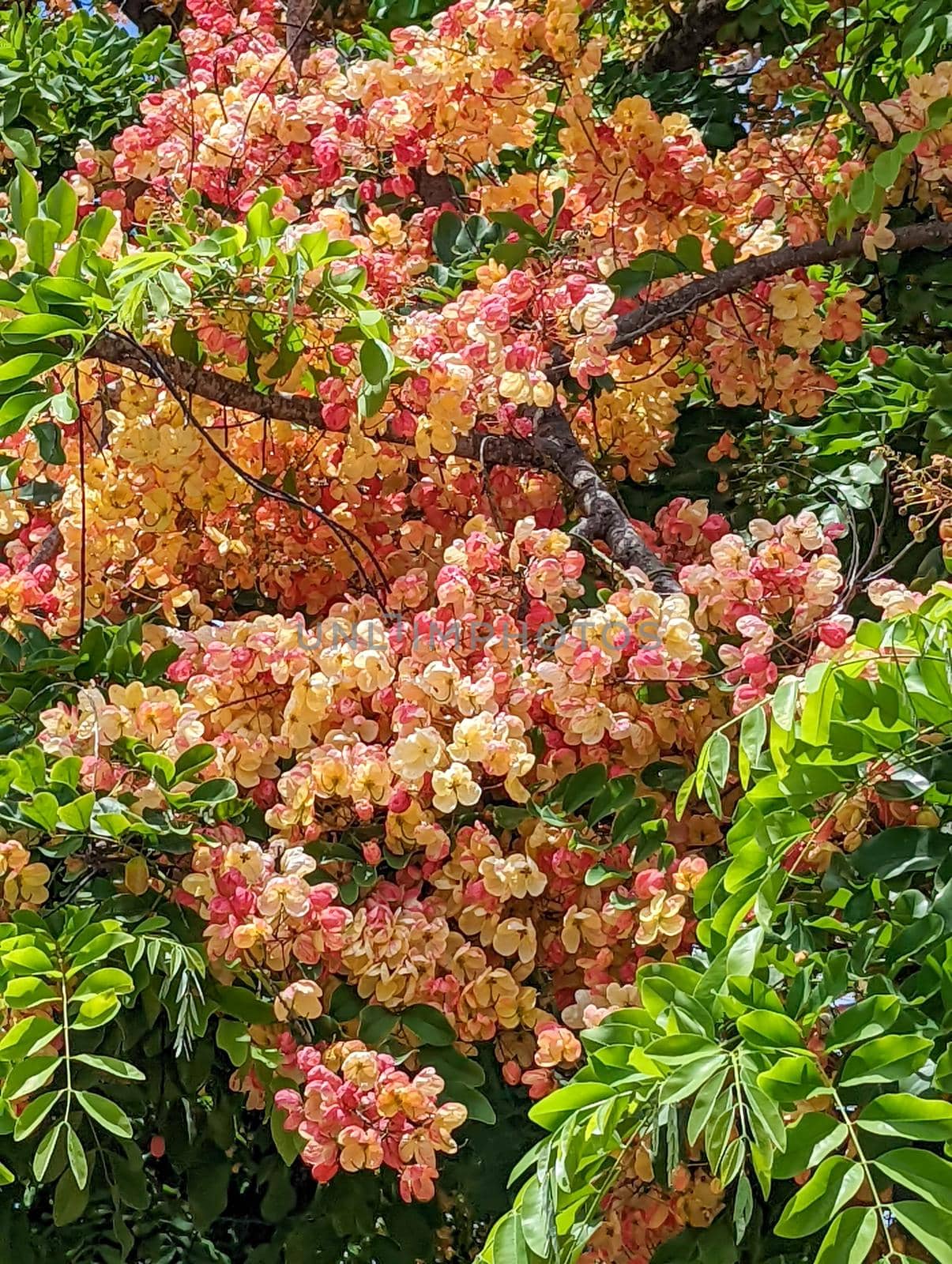 tropical pink flowers tree in oahu hawaii