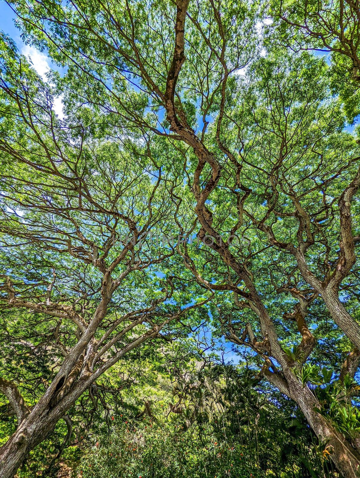 scenery at wimea botanical garden in oahu hawaii