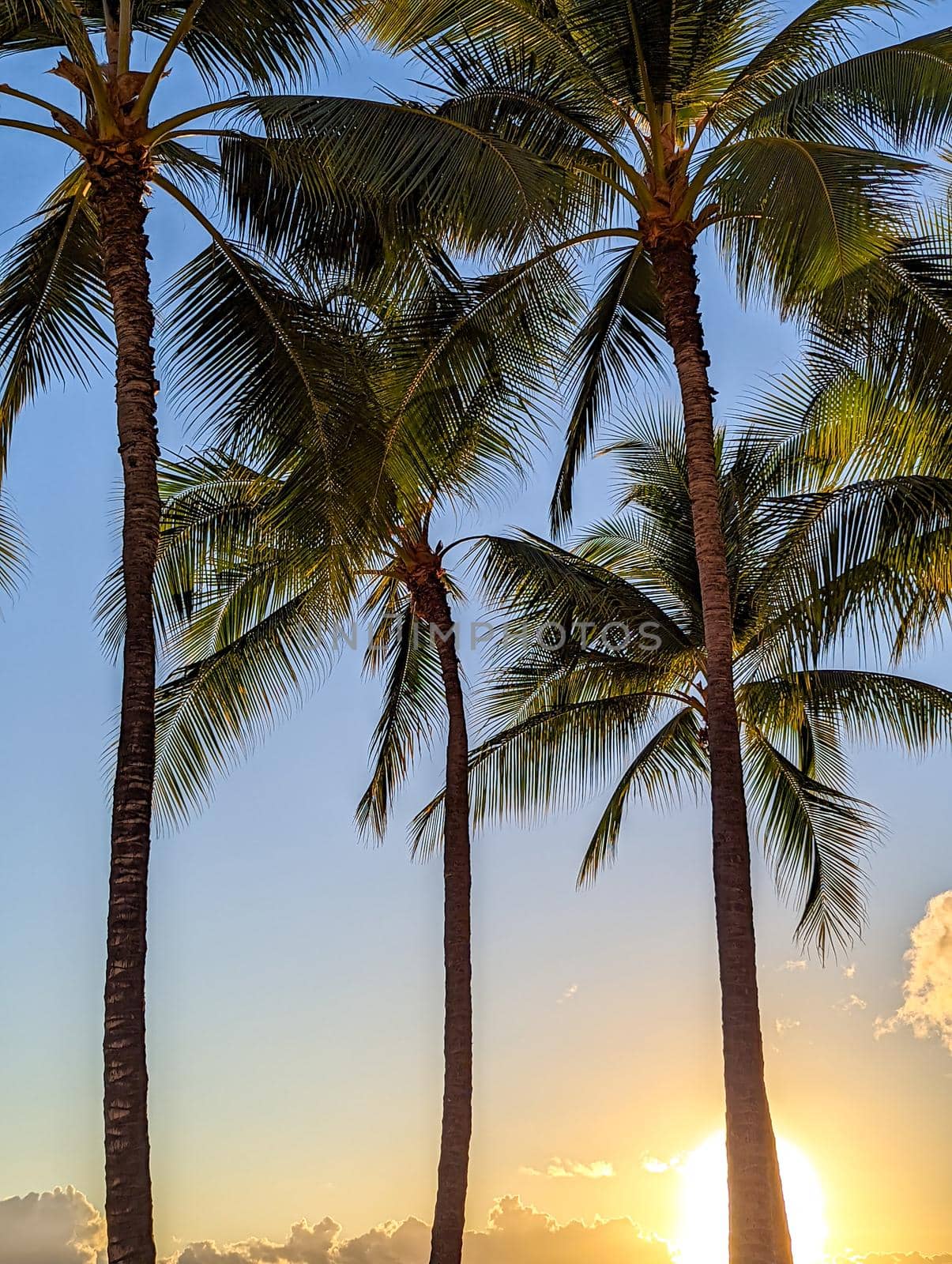 palm trees as seen around hawaii islands by digidreamgrafix