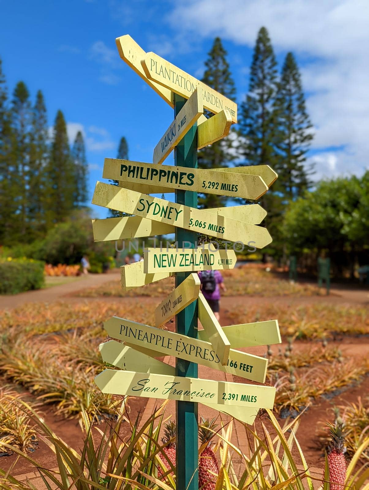 Dole pineapple plantation in Wahiawa, Oahu, Hawaii, USA