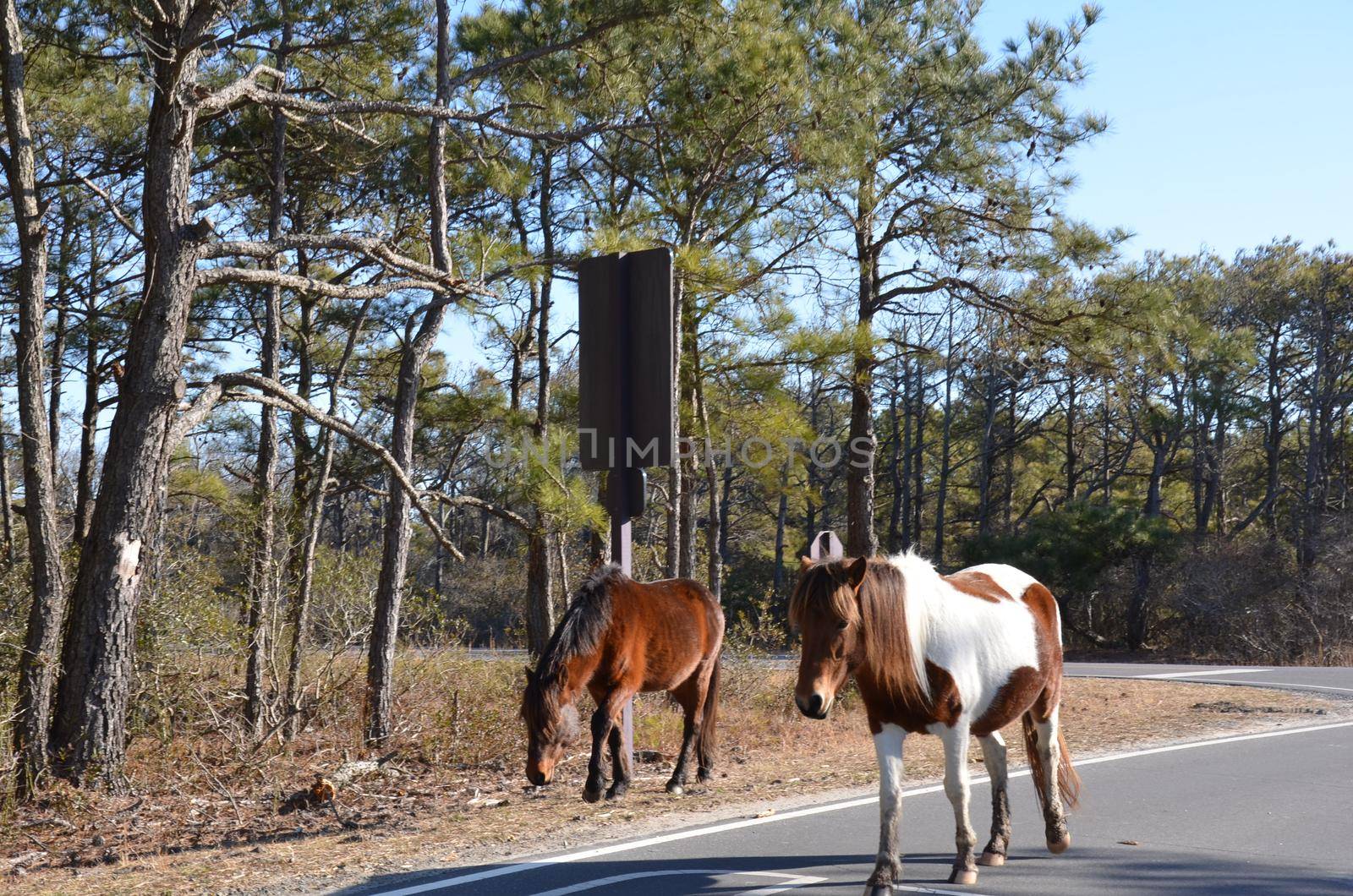 brown and white wild horses walking on the road or street