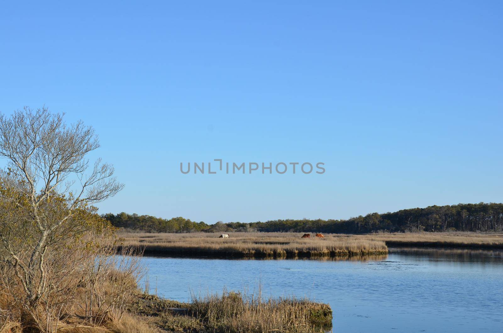 a lake or river with brown grasses and shore by stockphotofan1