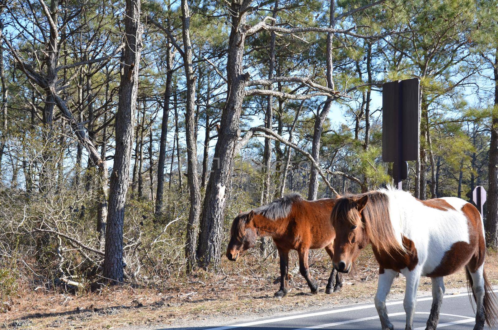 brown and white wild horses walking on the road or street