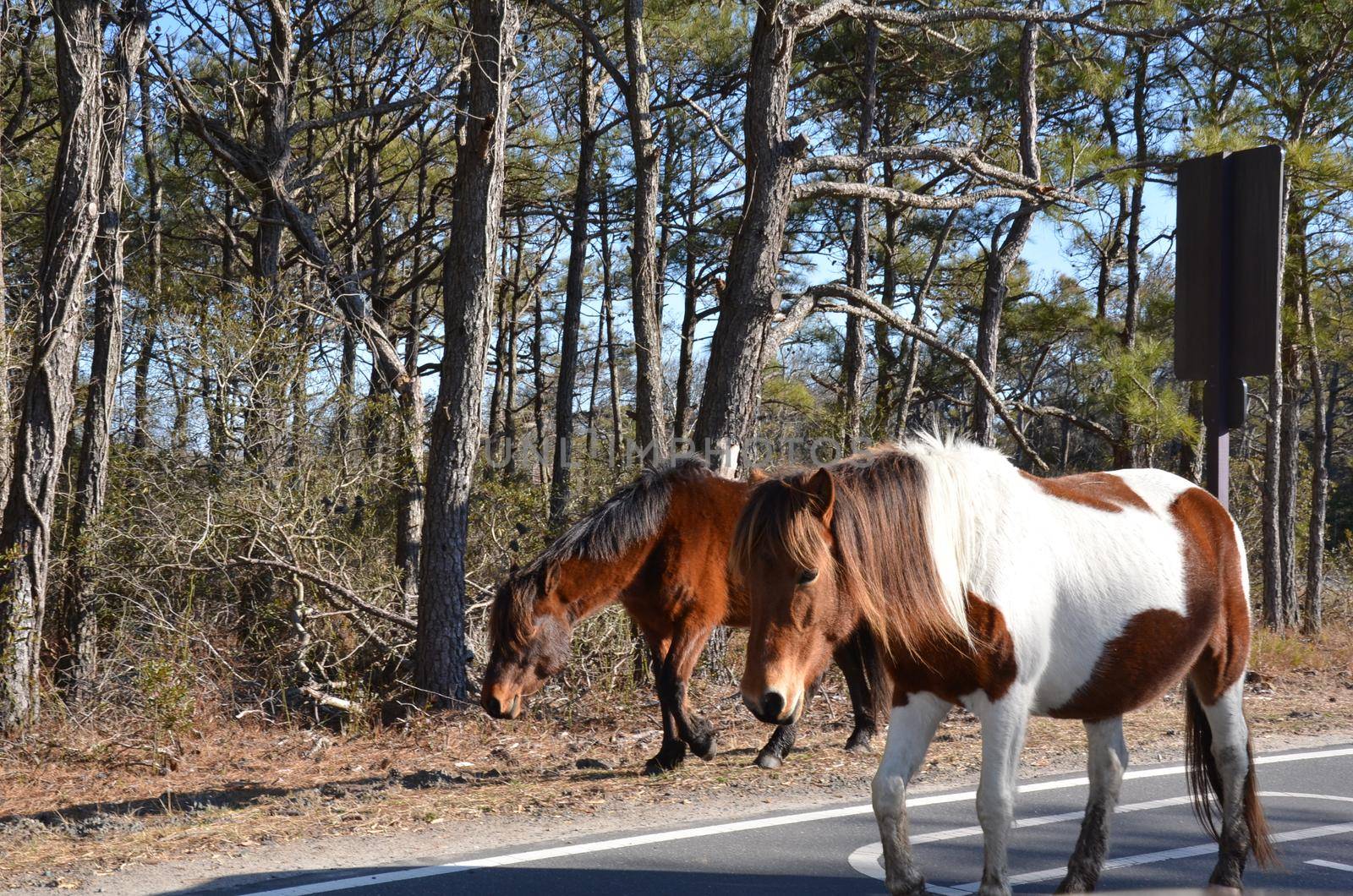 brown and white wild horses walking on the road by stockphotofan1