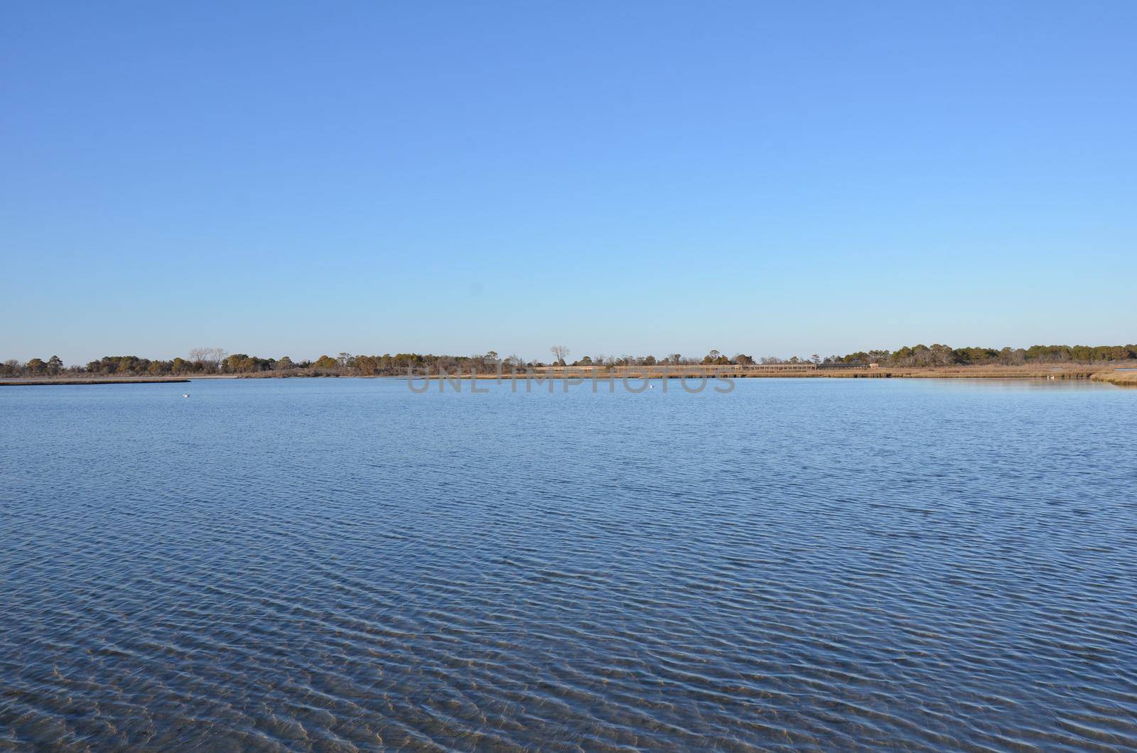 a lake or river with brown grasses or plants and shore