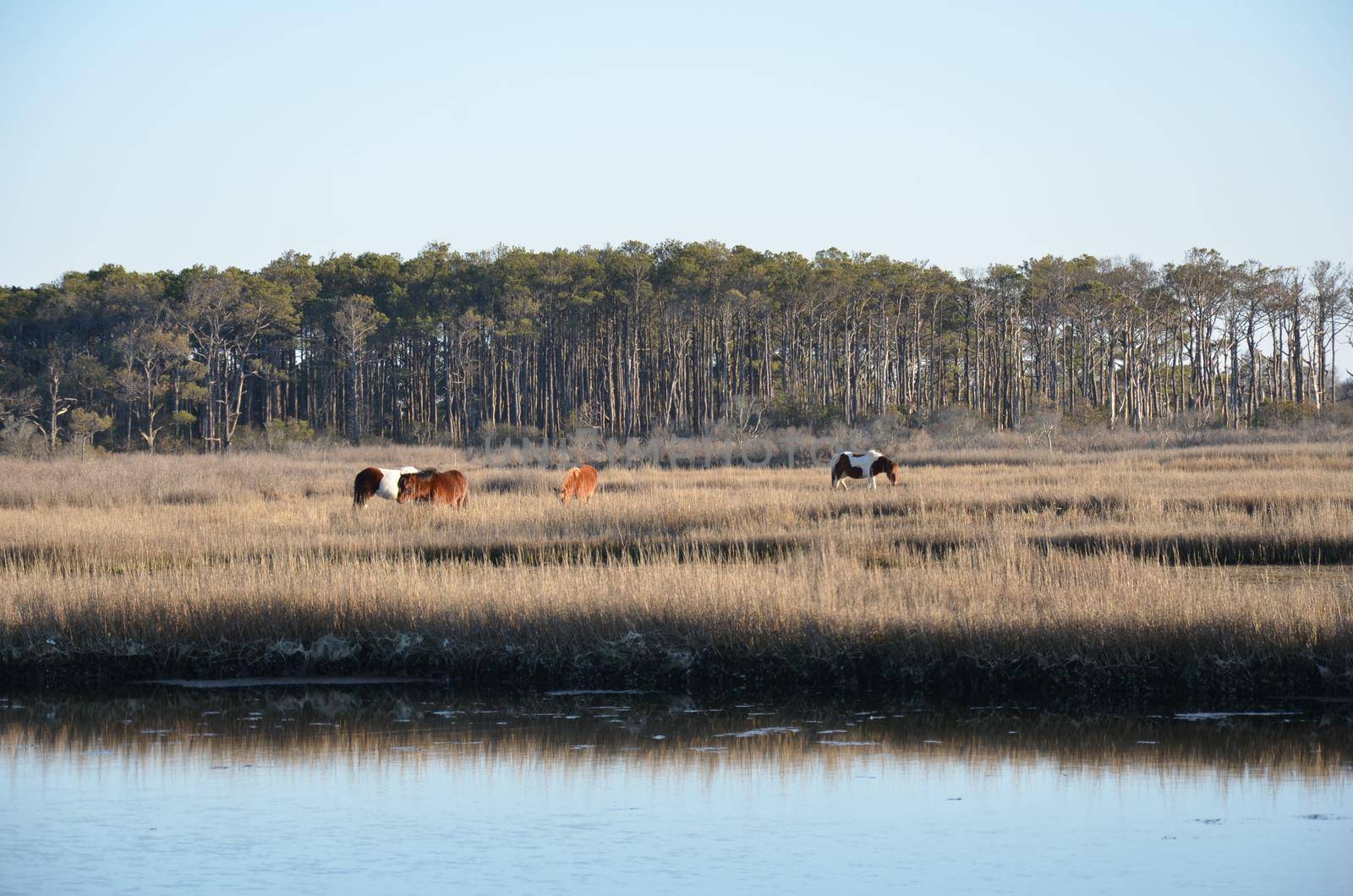 a lake or river with brown grasses and shore and horses by stockphotofan1