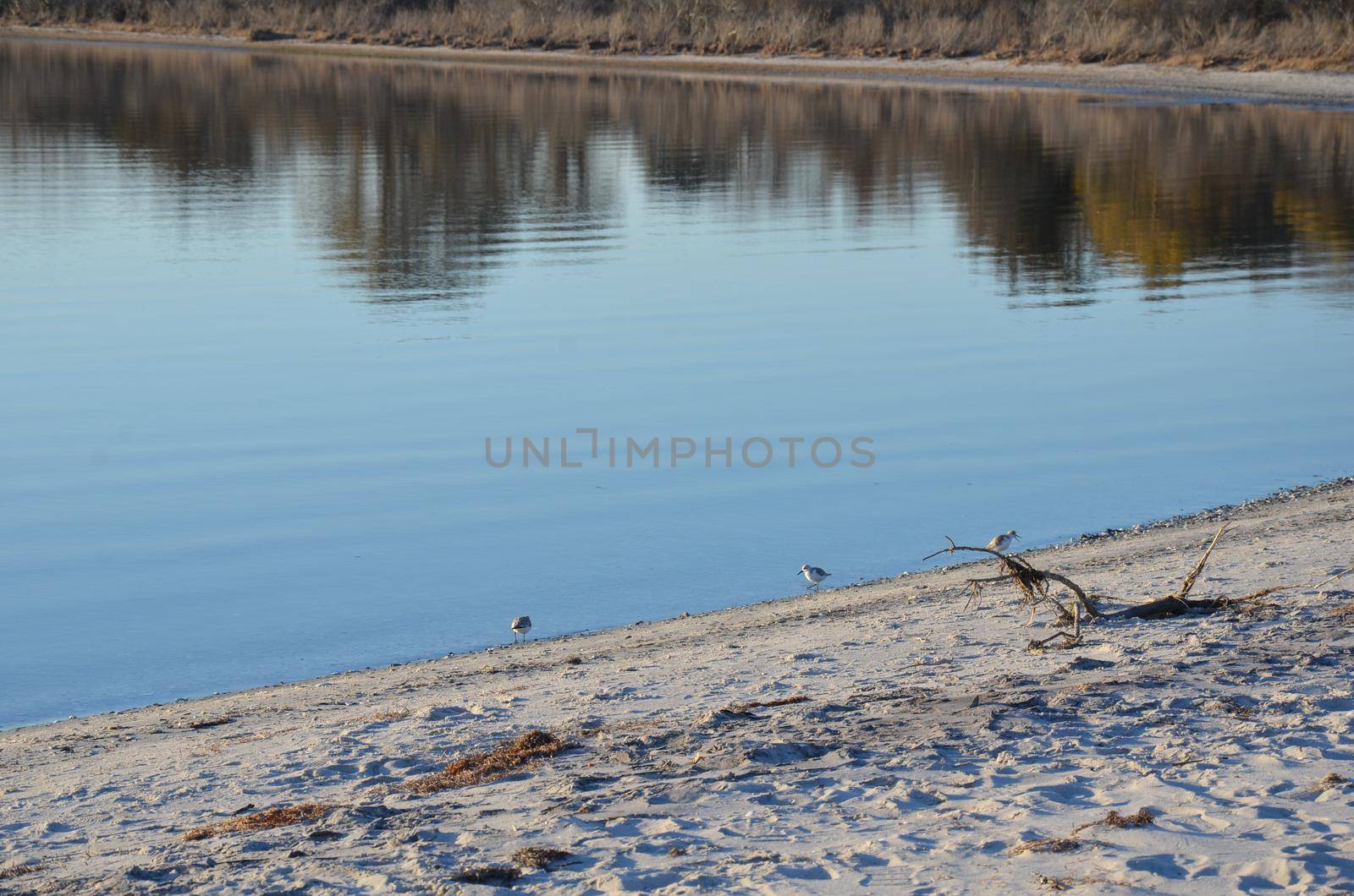 a lake or river with brown grasses and shore with sand and birds by stockphotofan1