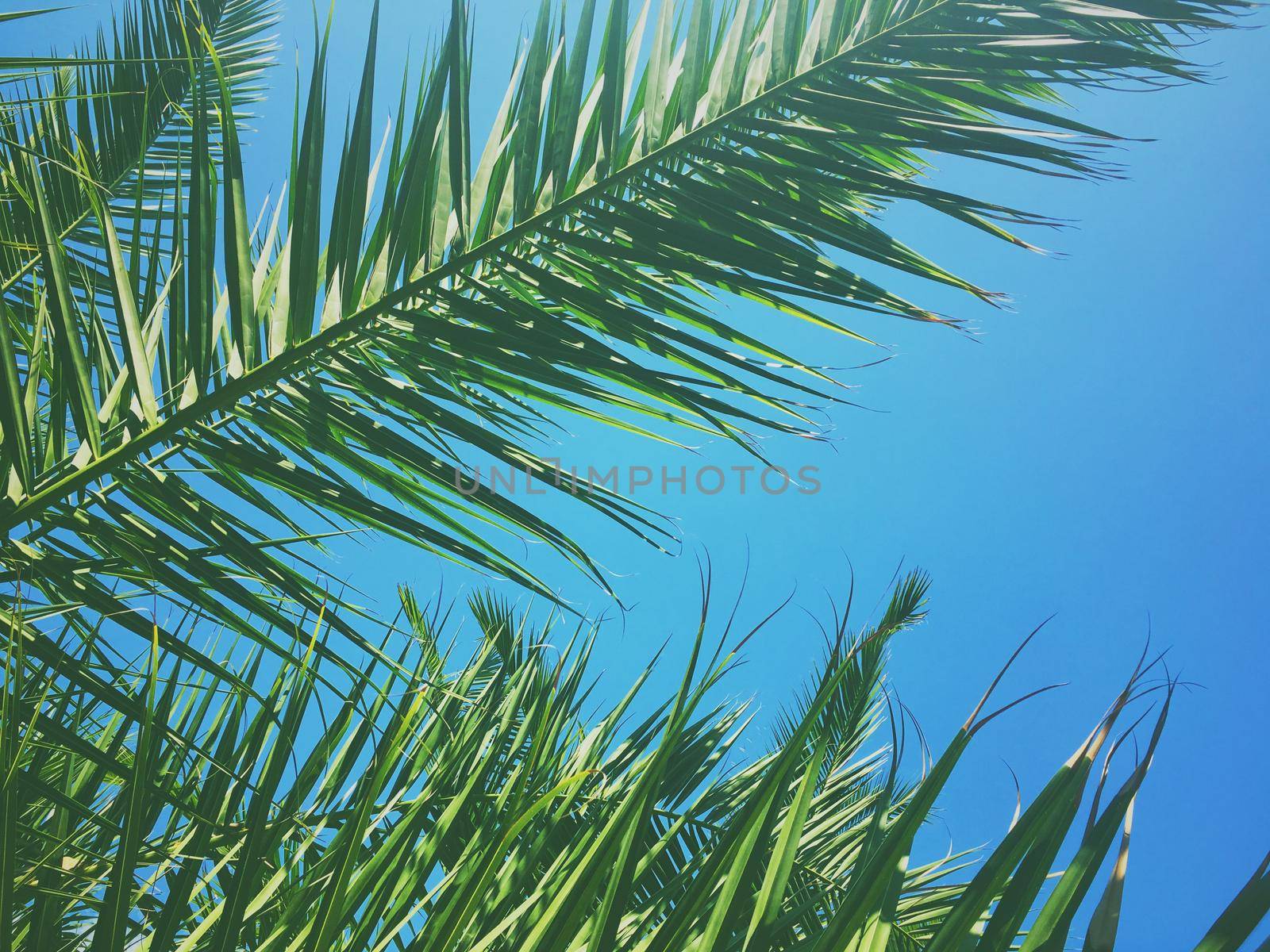 Palm tree leaves and the sky, summertime travel background by Anneleven