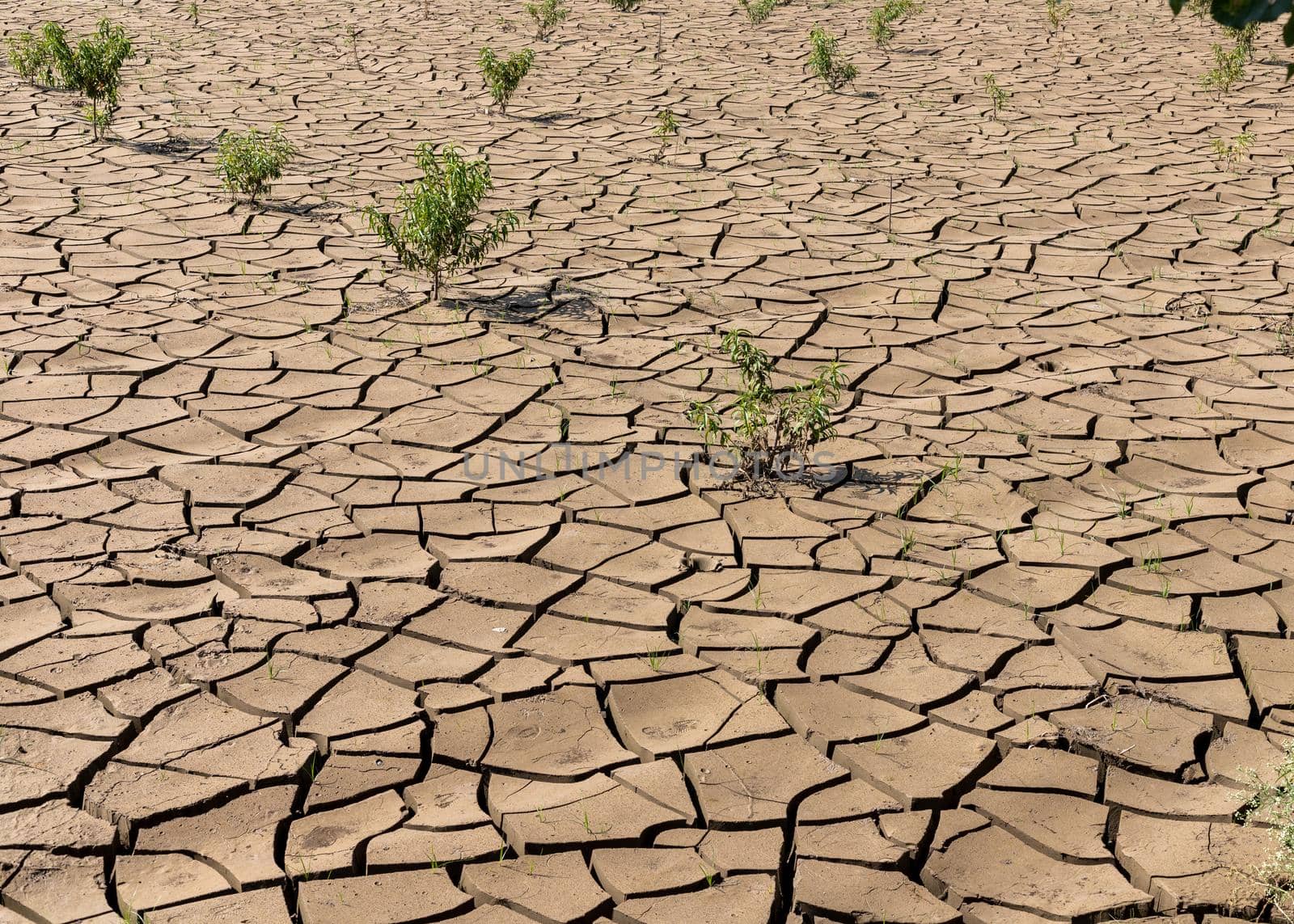 Soil cracked due to drought in the summer season