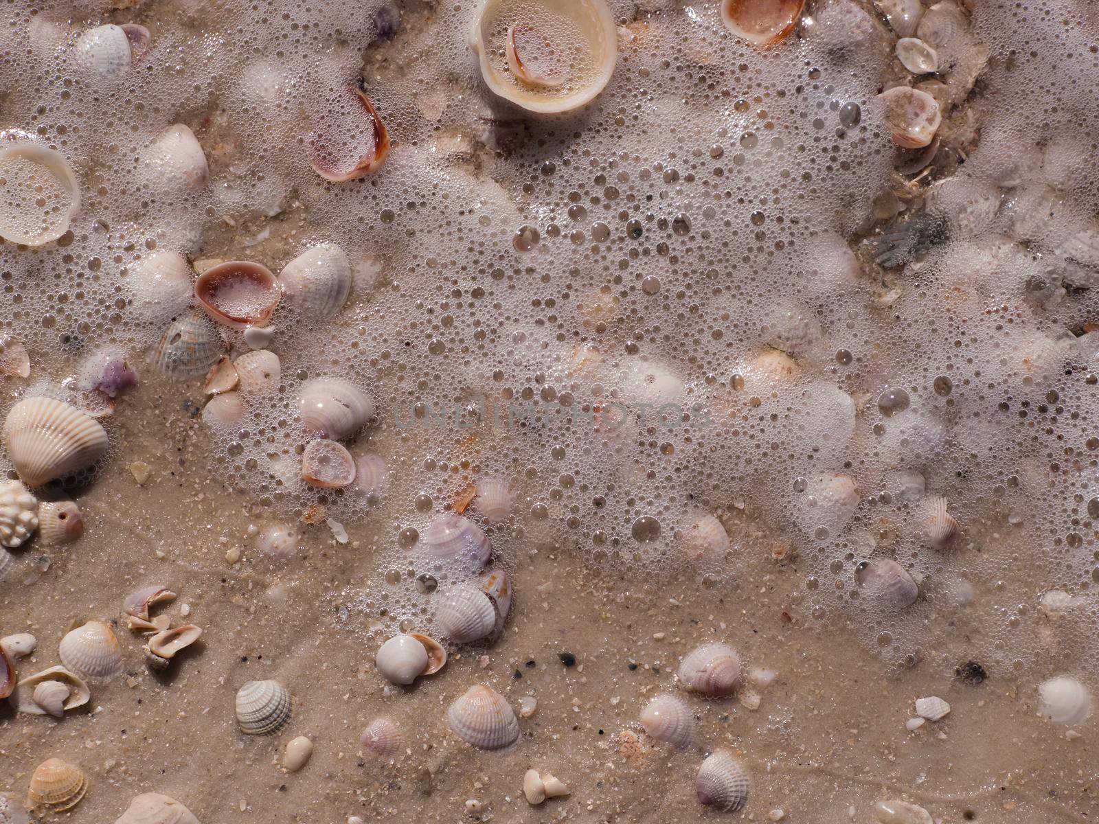 Small shells on Mexico Beach, Florida.