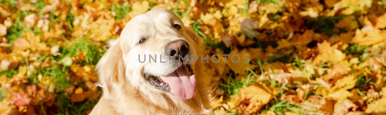 labrador retriever dog in the fallen yellow maple leaves in autumn park