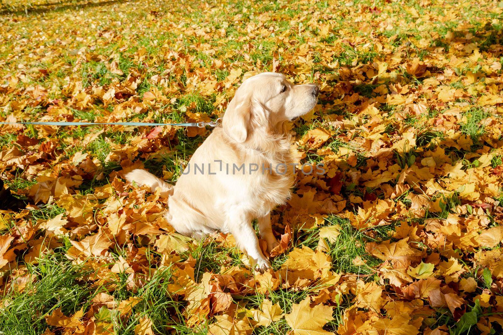 labrador retriever dog in the fallen yellow maple leaves in autumn park