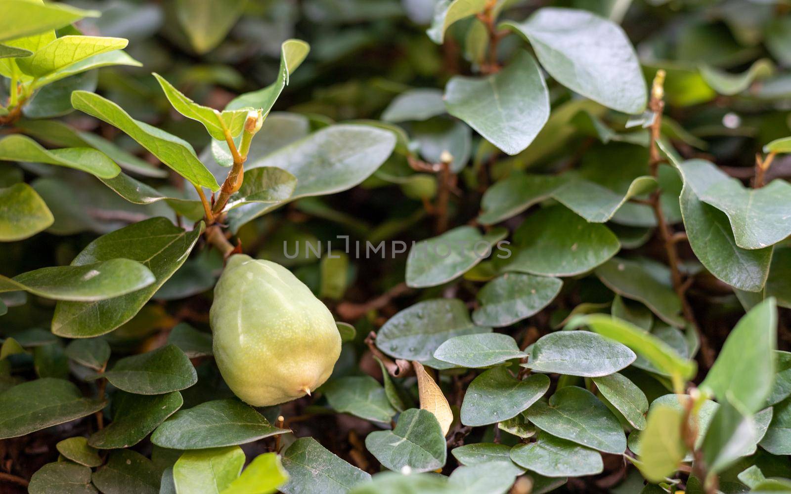 Creeping fig ficus pumlia vine closeup view