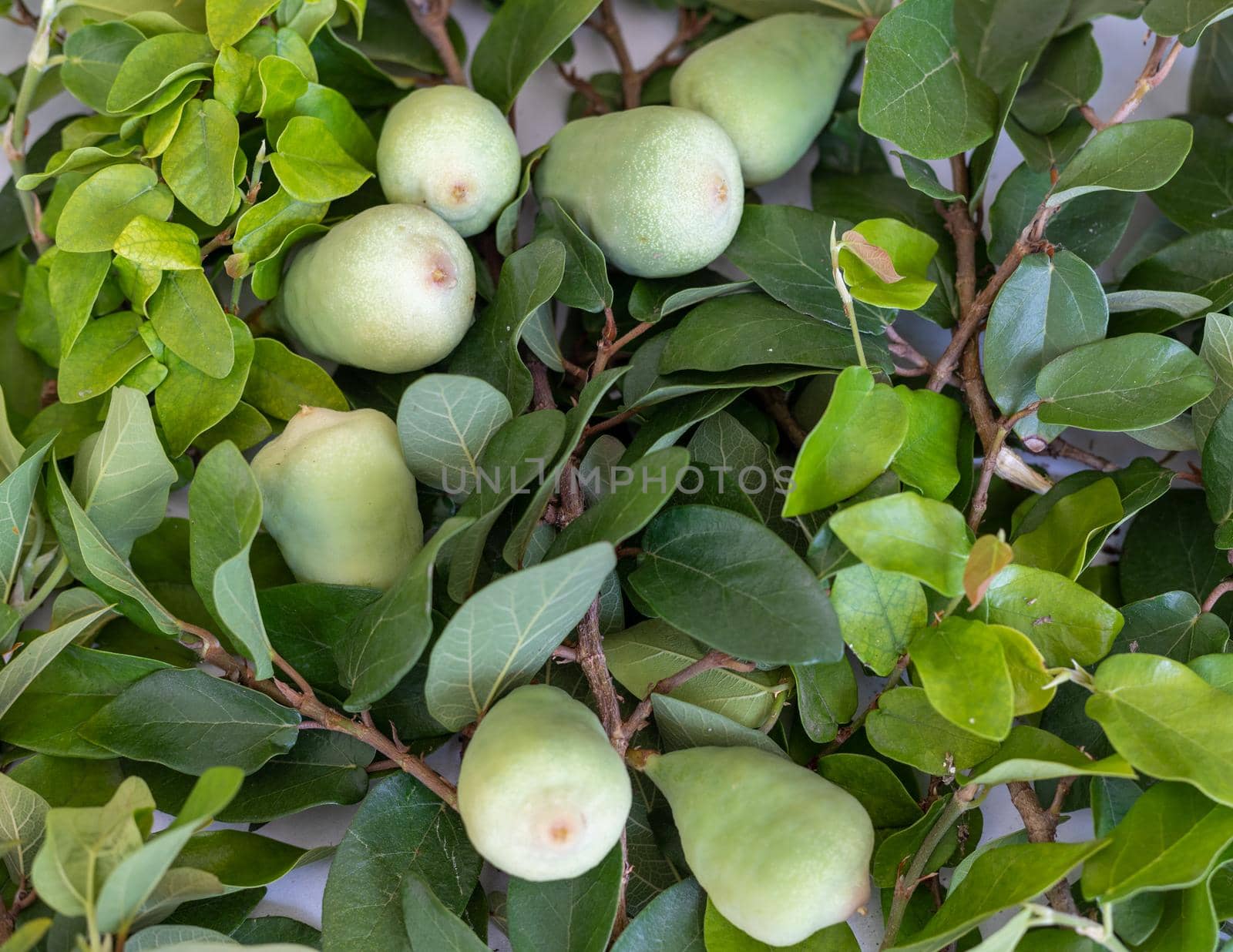 Ficus pumila (creeping fig or climbing fig) fruits and leaves on tree branch